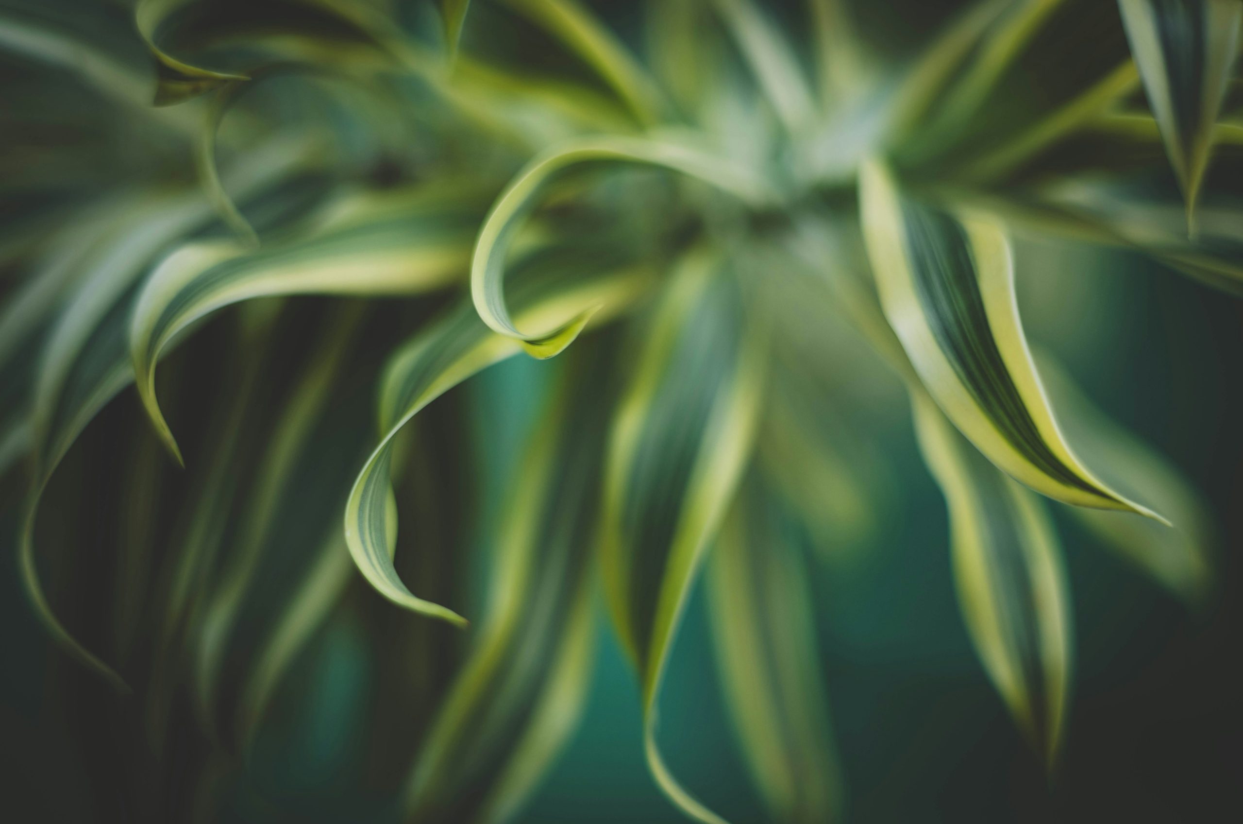 Close-up of a green and yellow striped plant.