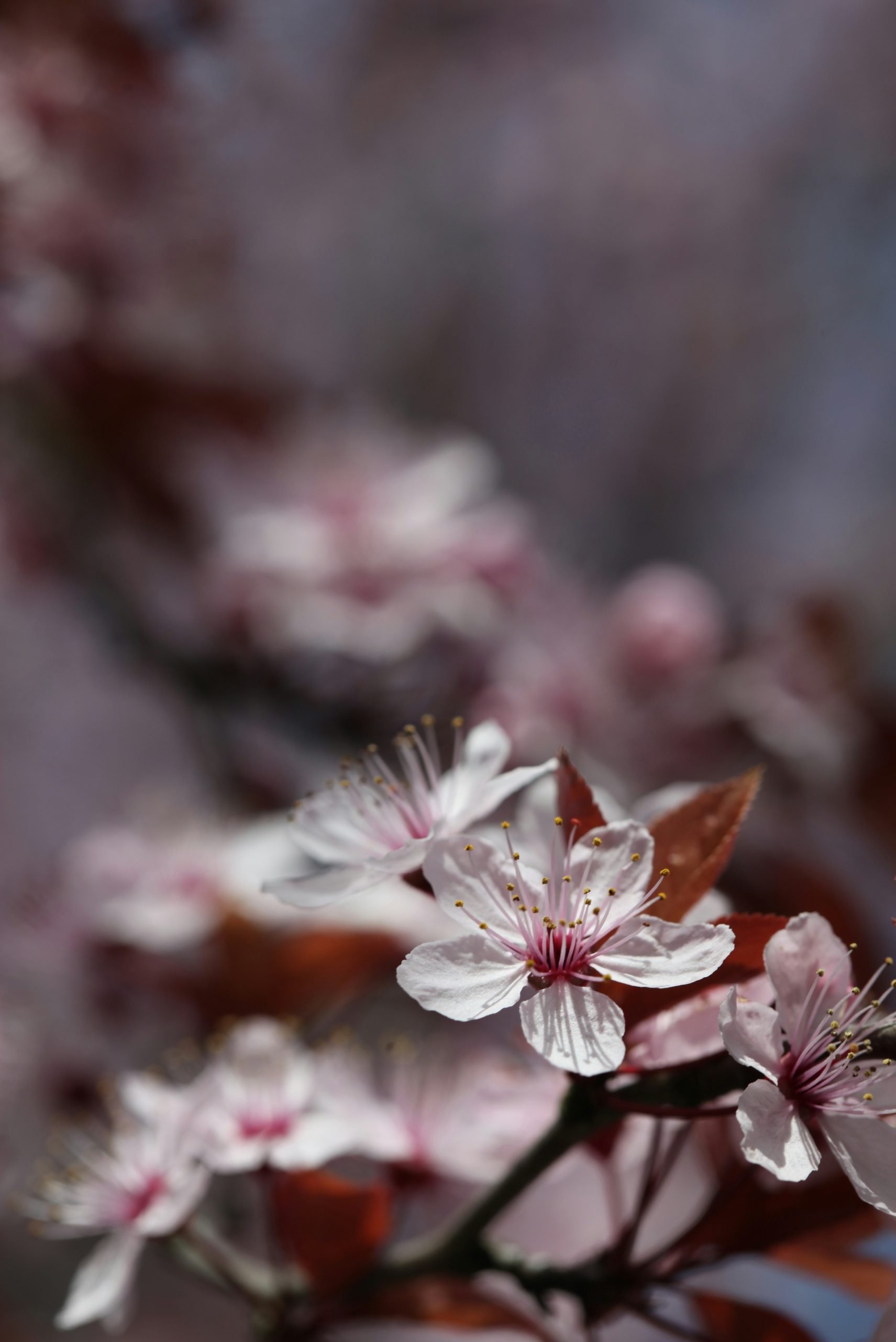 Delicate pink flowers with water droplets in soft light