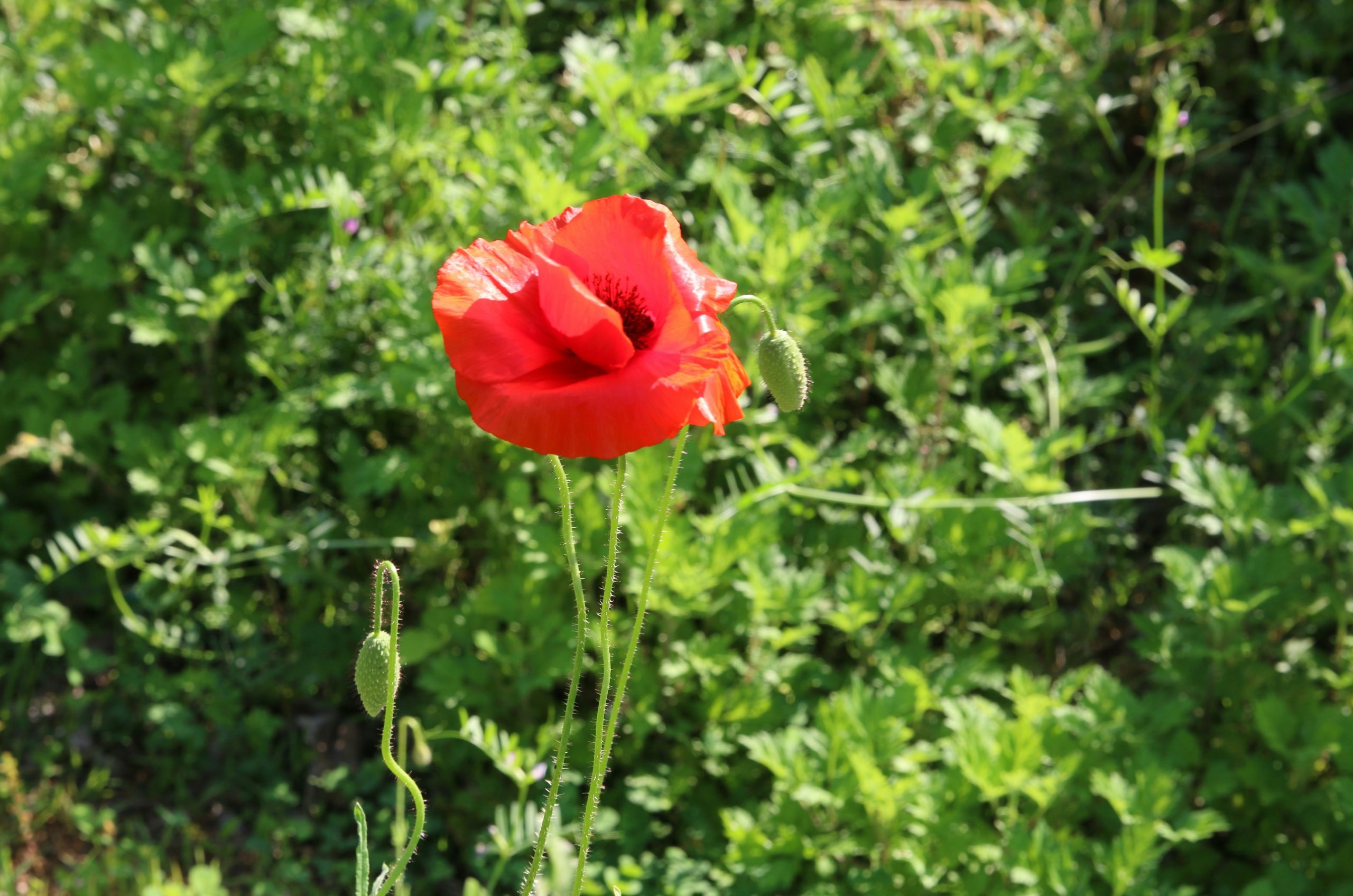 A vibrant red poppy flower stands out against green foliage.