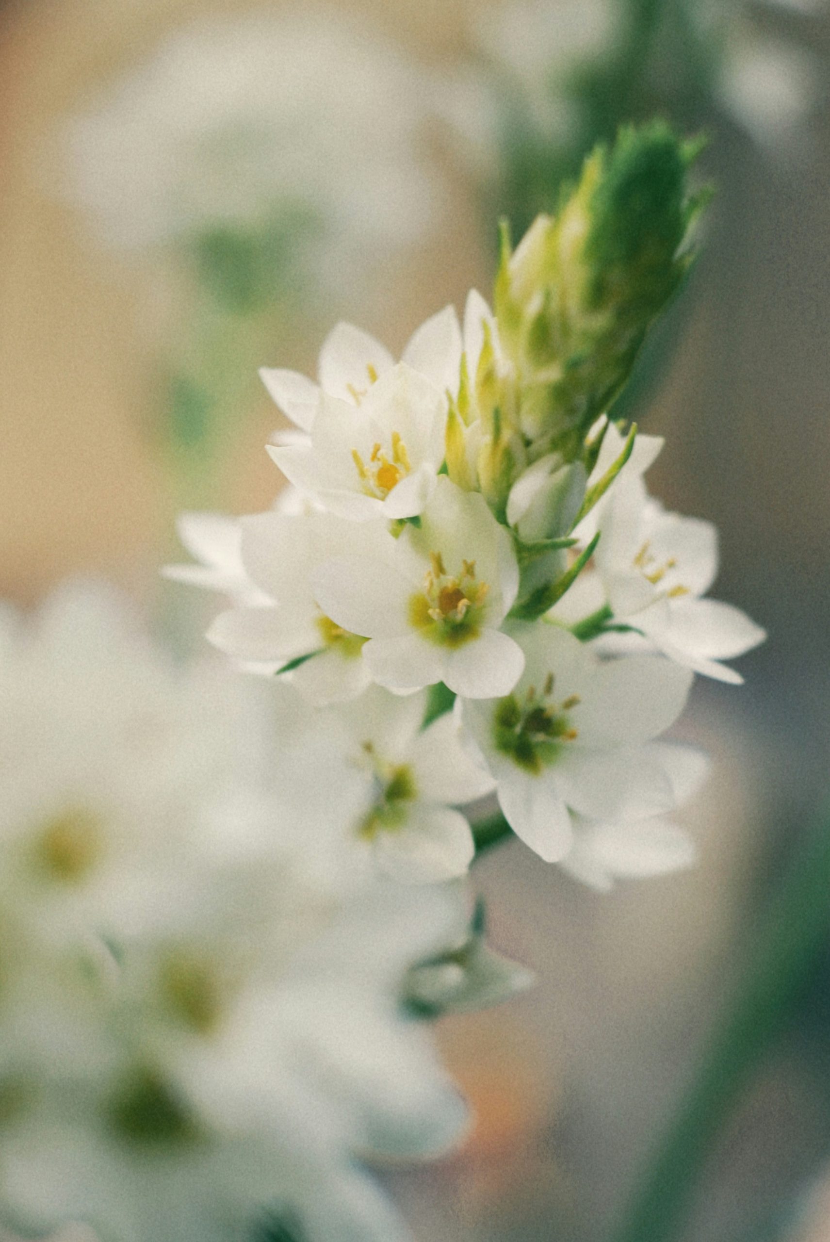 Delicate white and pink blossoms against a vibrant blue sky.