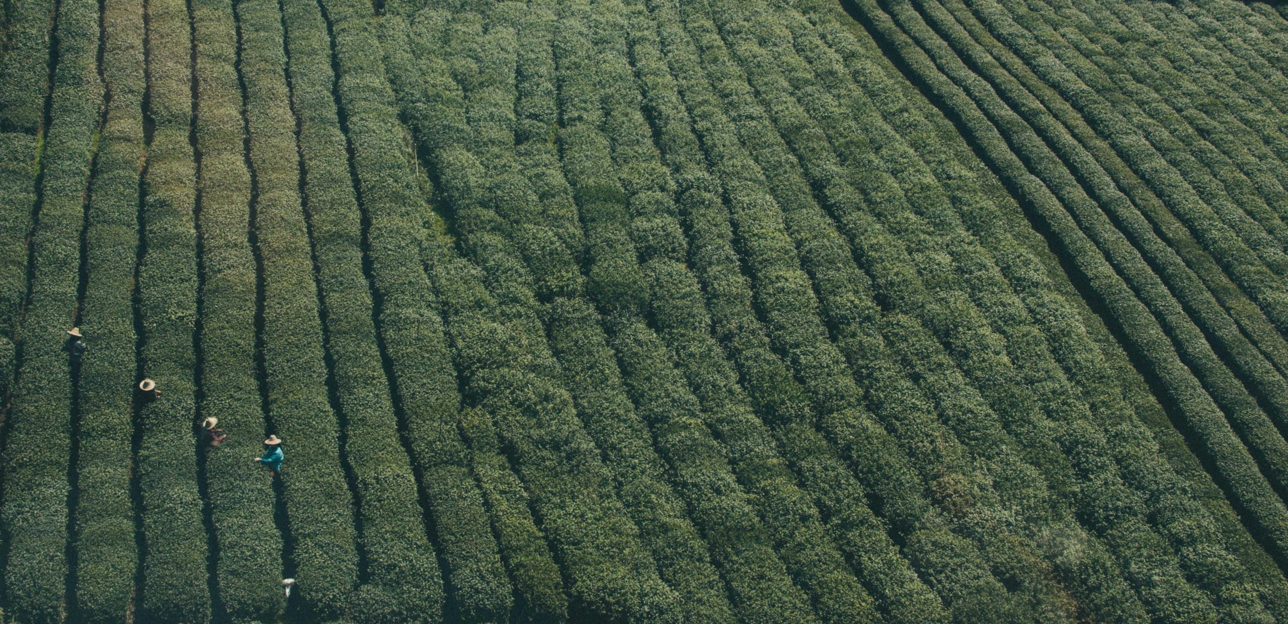 Rolling green hills under a bright sky in the countryside