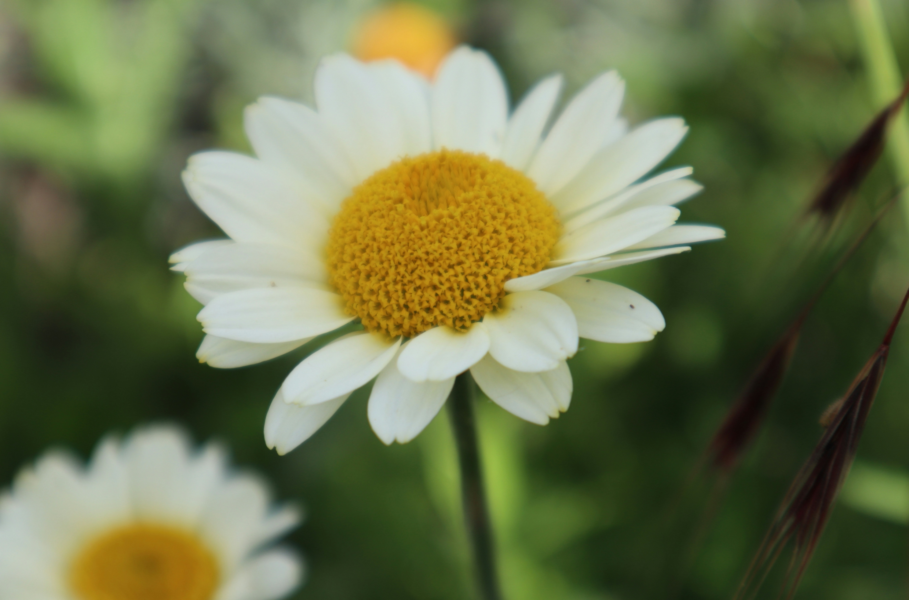 Azure White Daisy