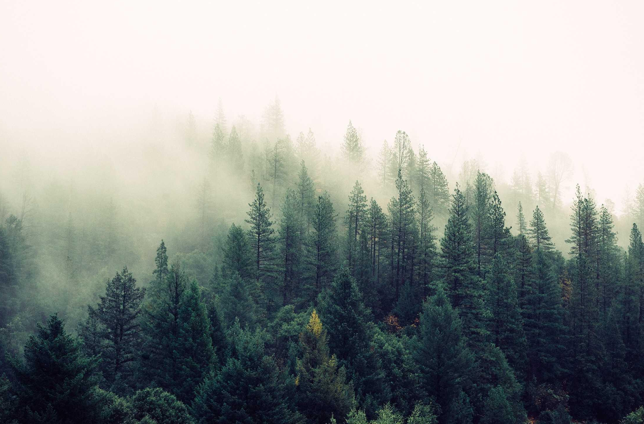 enchanting captured instant