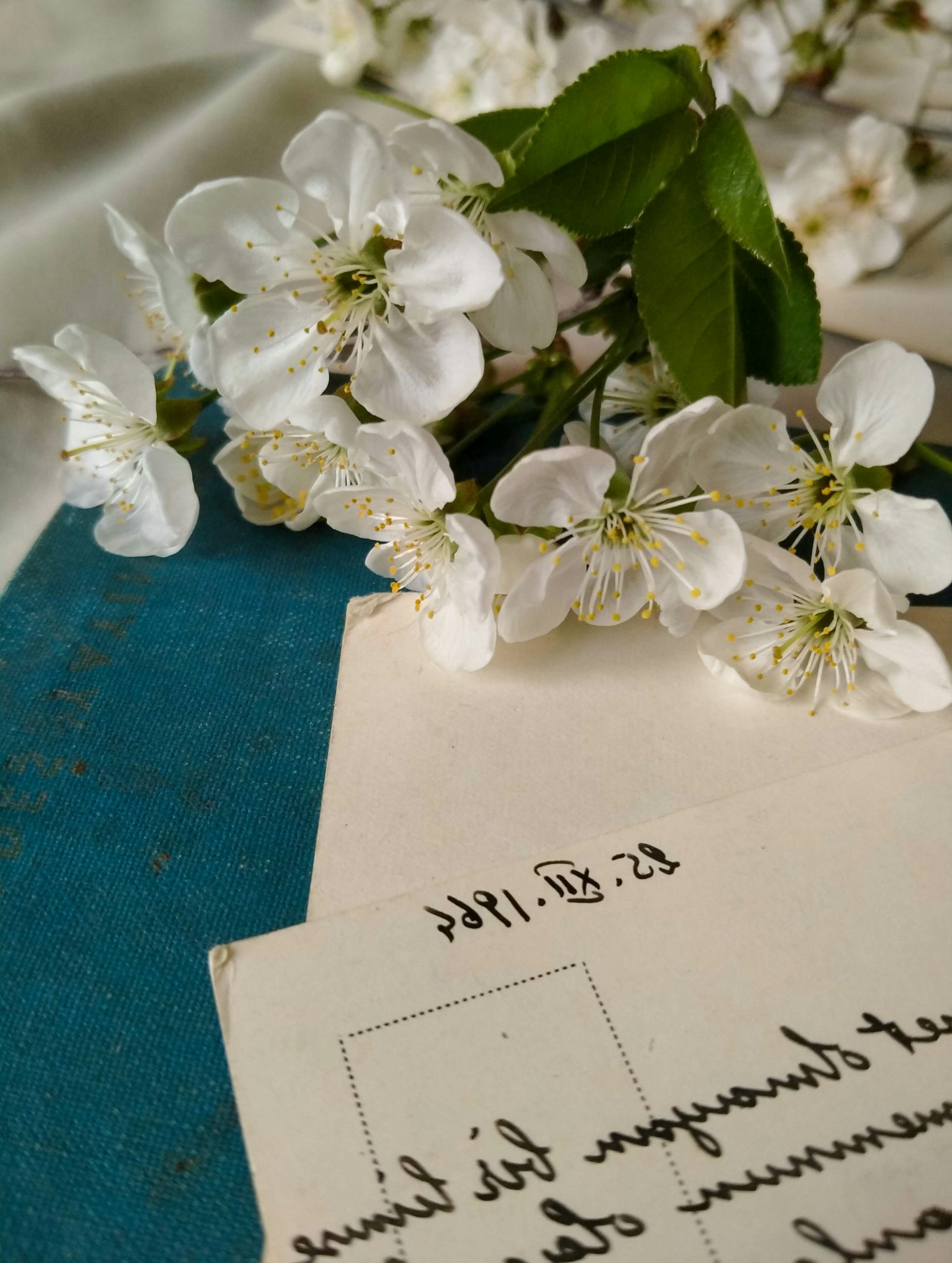 Enchanted White Cherry Blossoms Resting