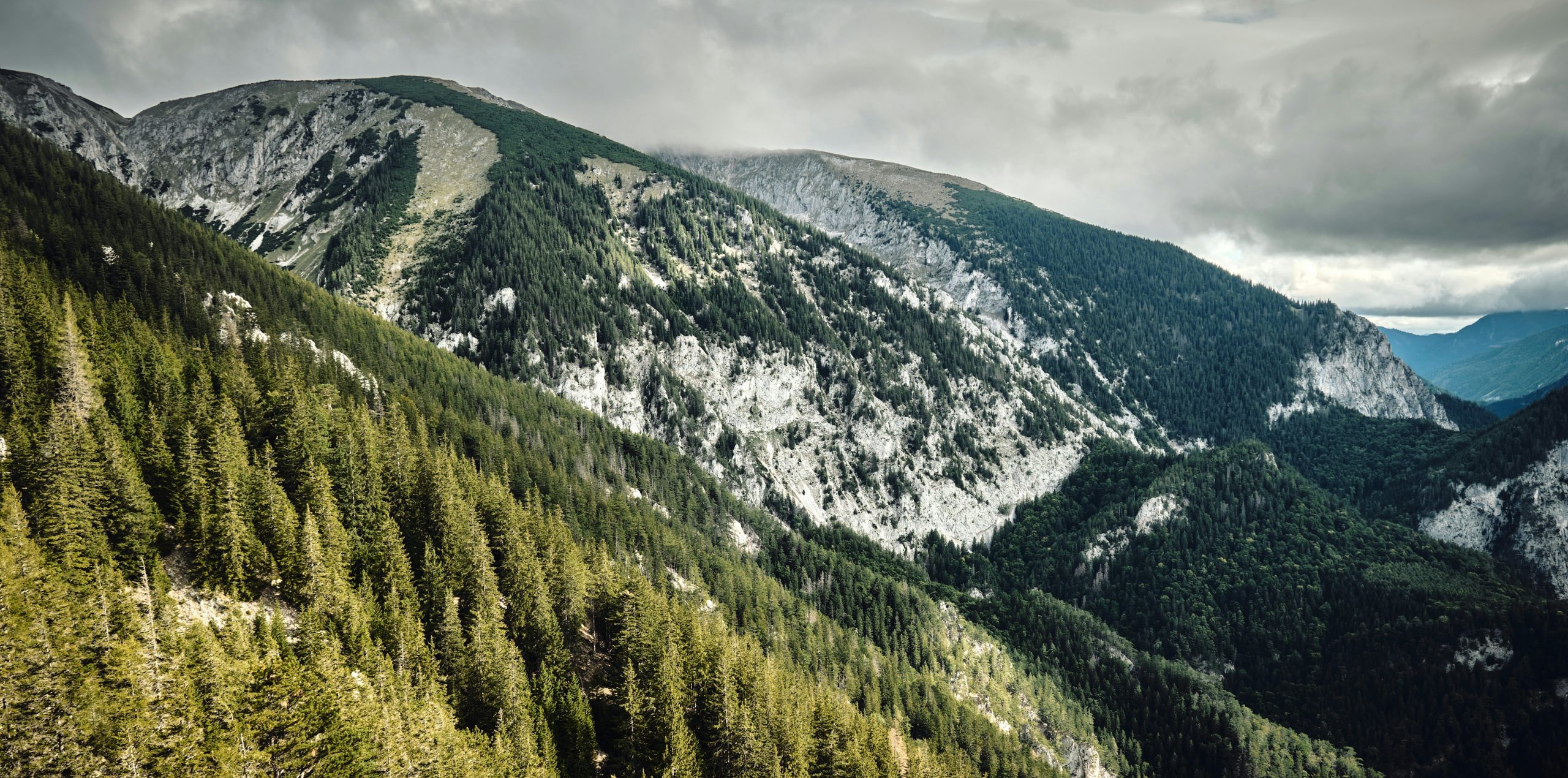 Coppery Dense Evergreen Forest