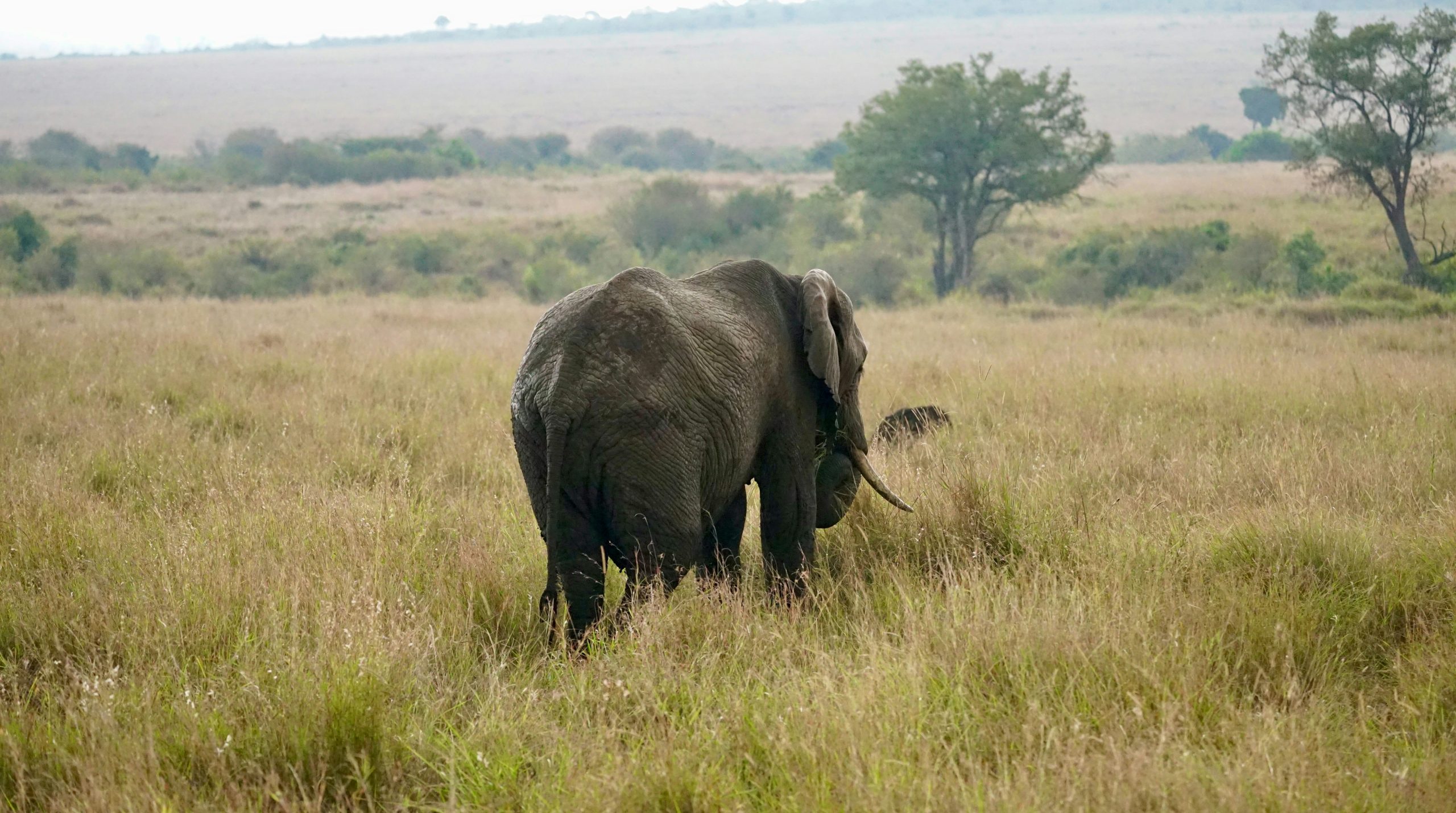 Golden African Elephant Walking Through