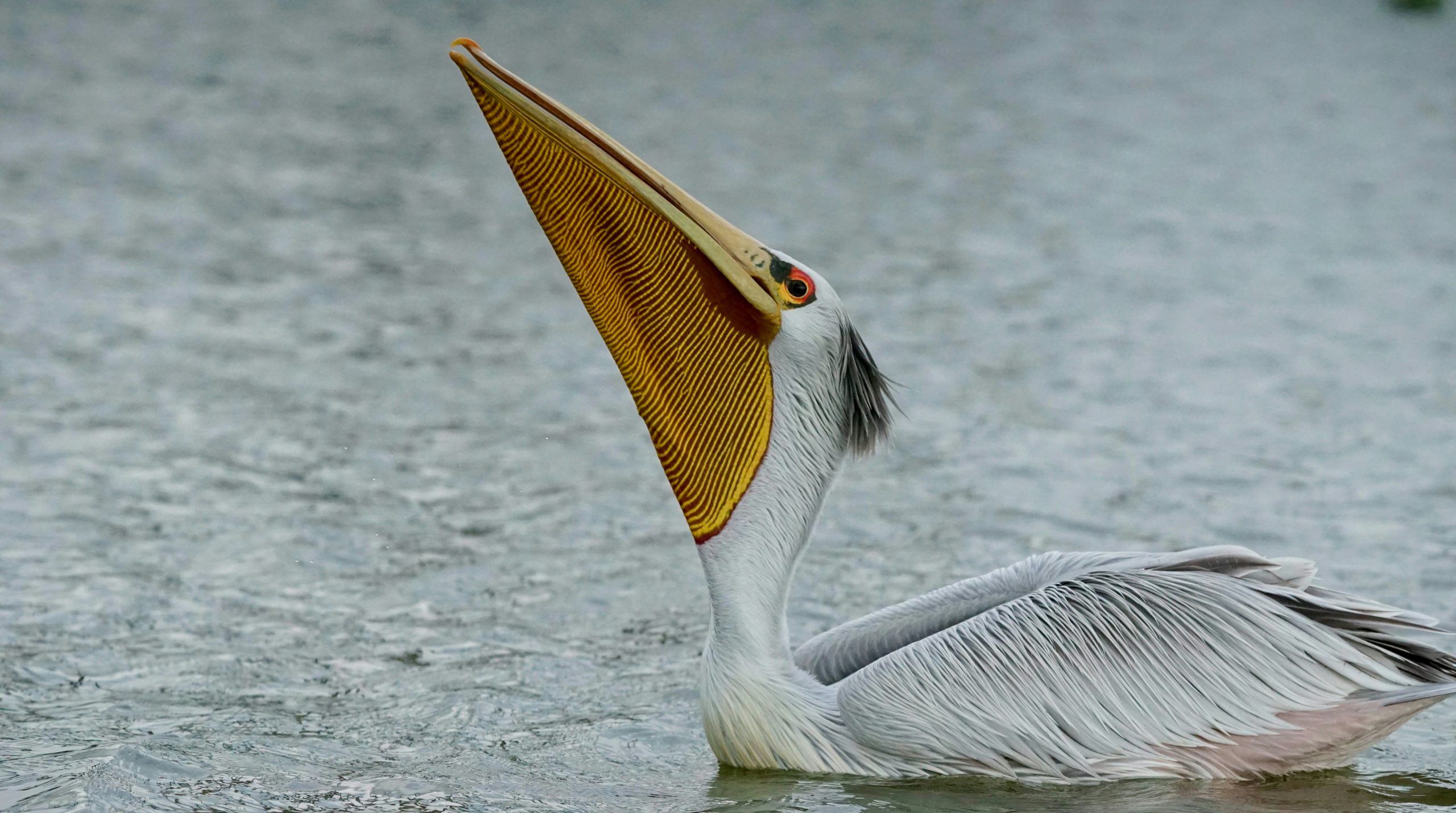 Silken Dalmatian Pelican