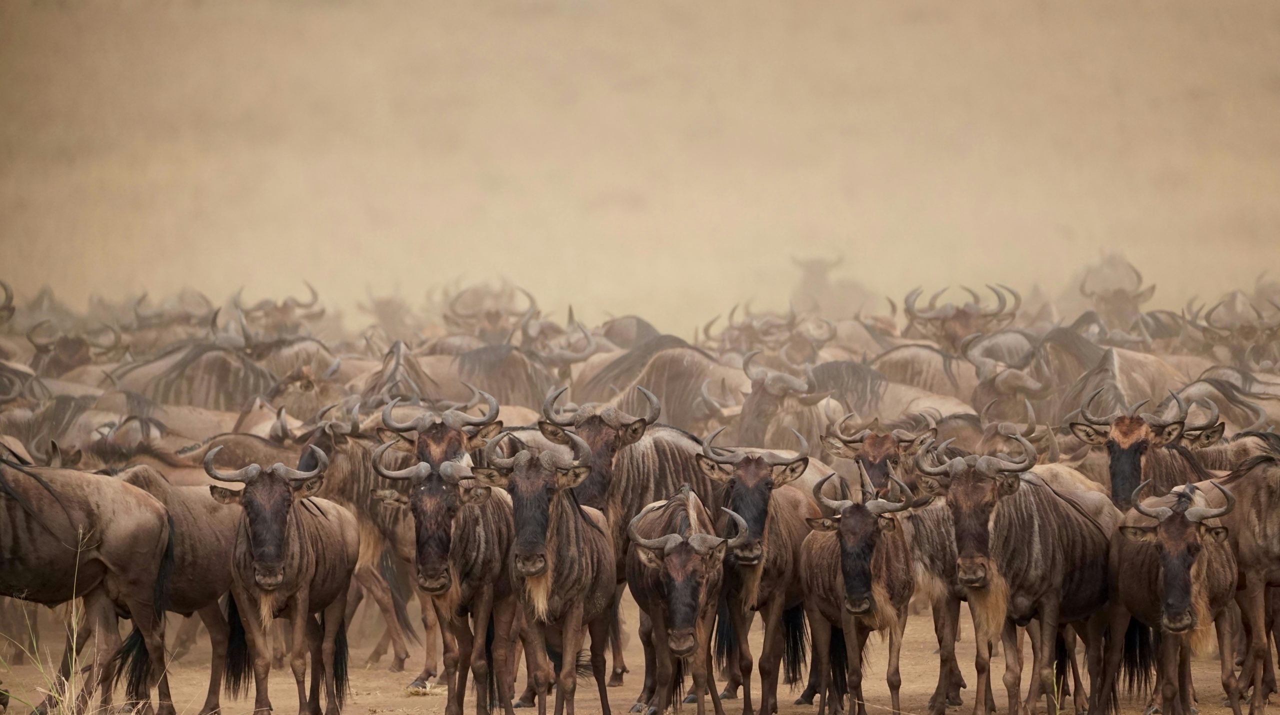 Sapphire Large Herd