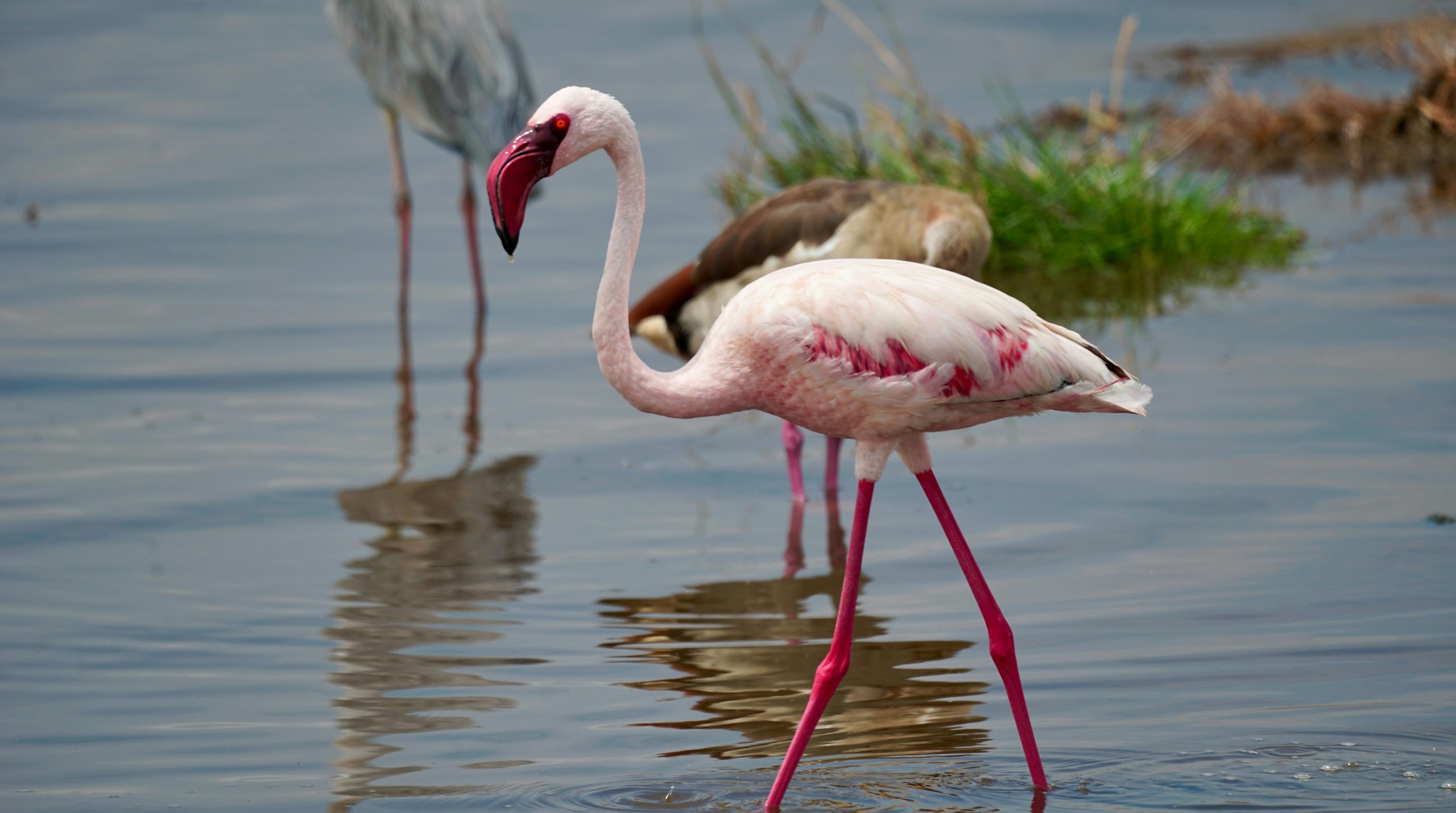 Emerald Lesser Flamingo Wading