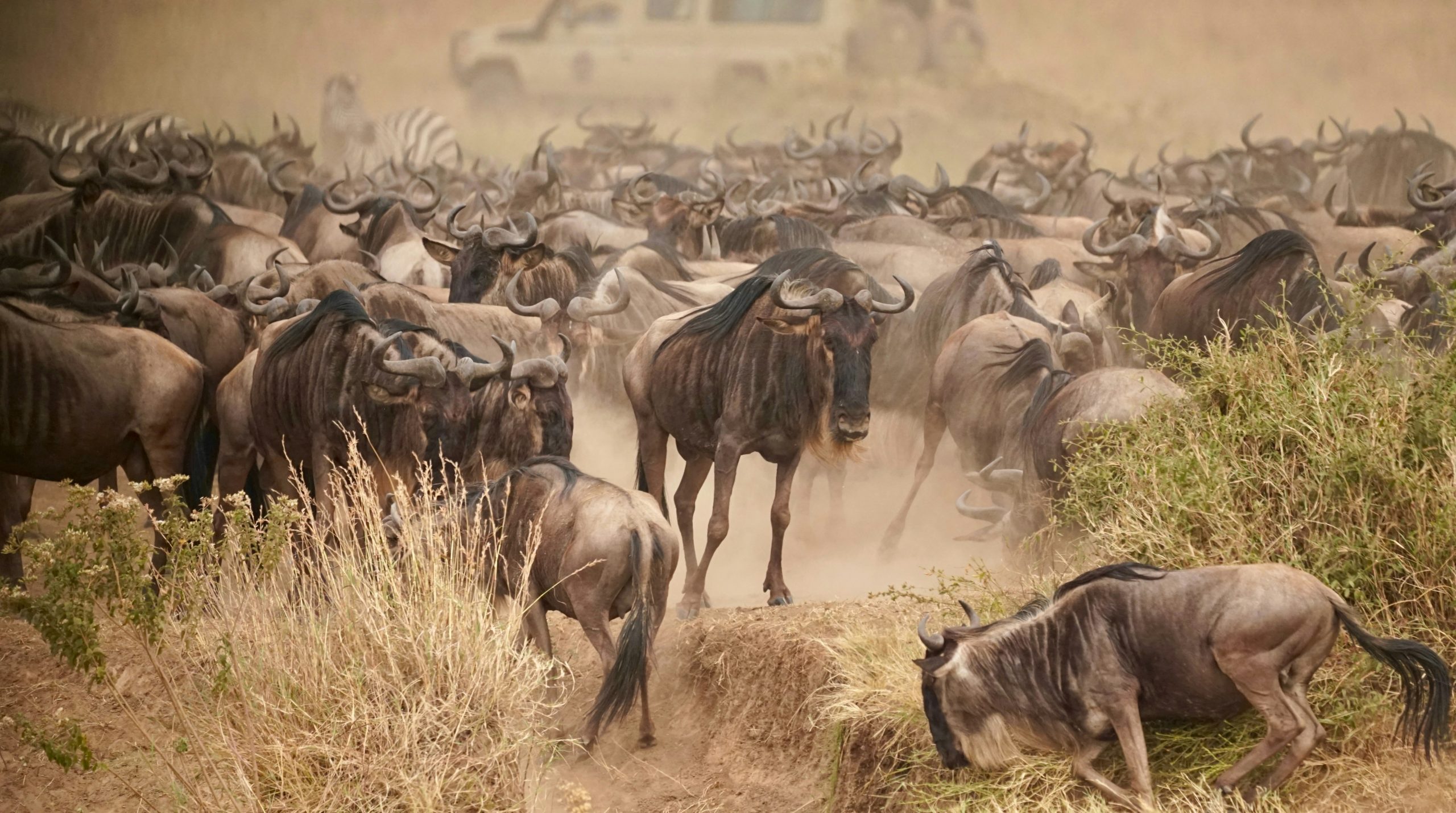 Serene Large Herd