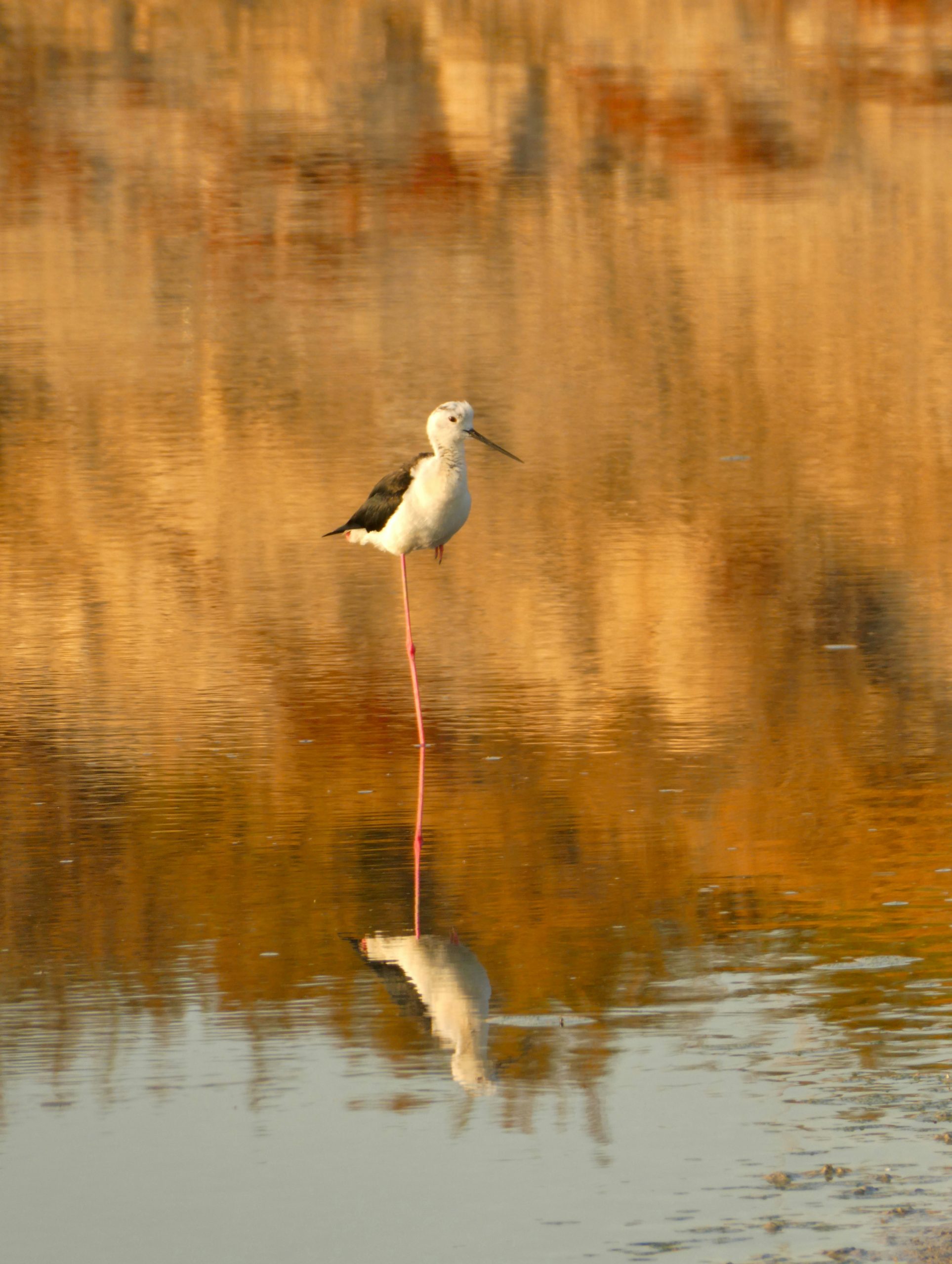 Sunlit Black-Winged Stilt Standing