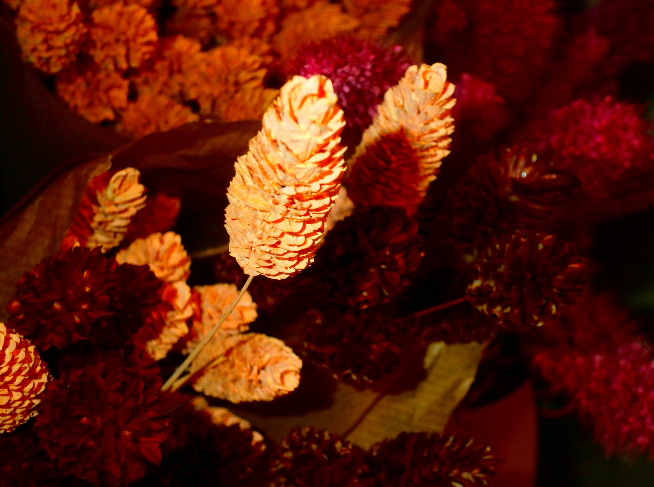 Dawnlit Orange And Deep