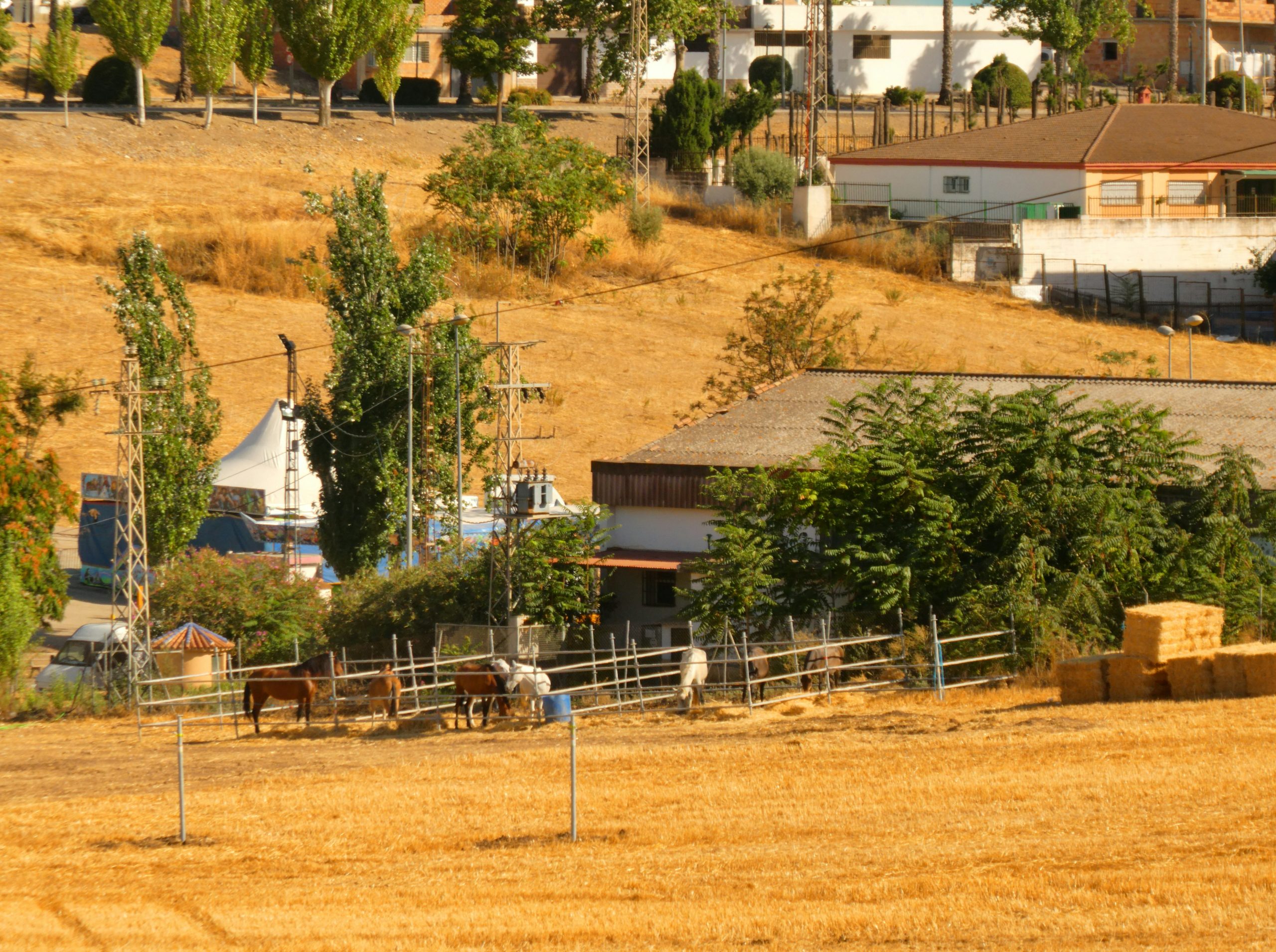 Sunlit Horses In A