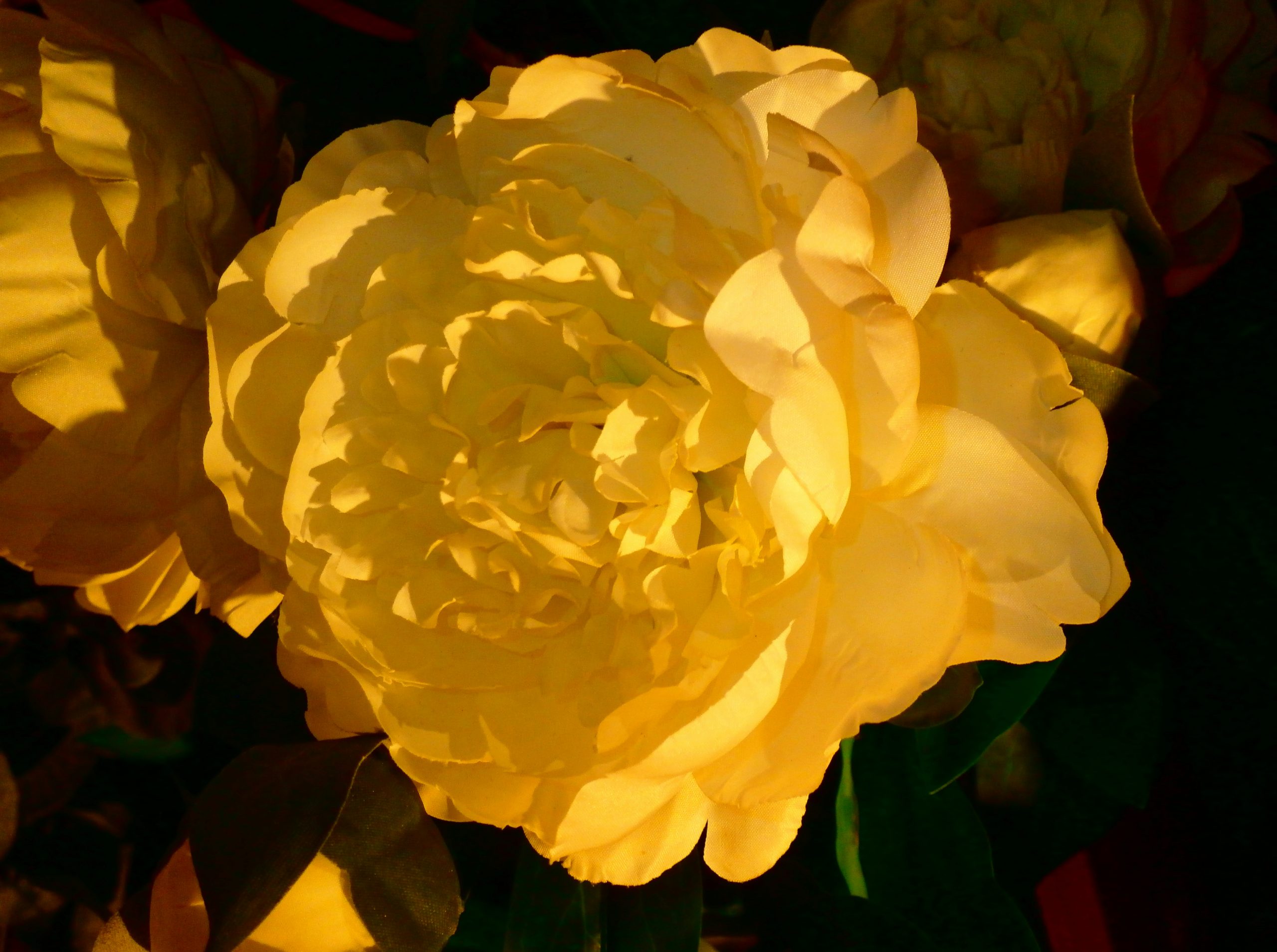 Coppery Yellow Peony Flower Illuminated