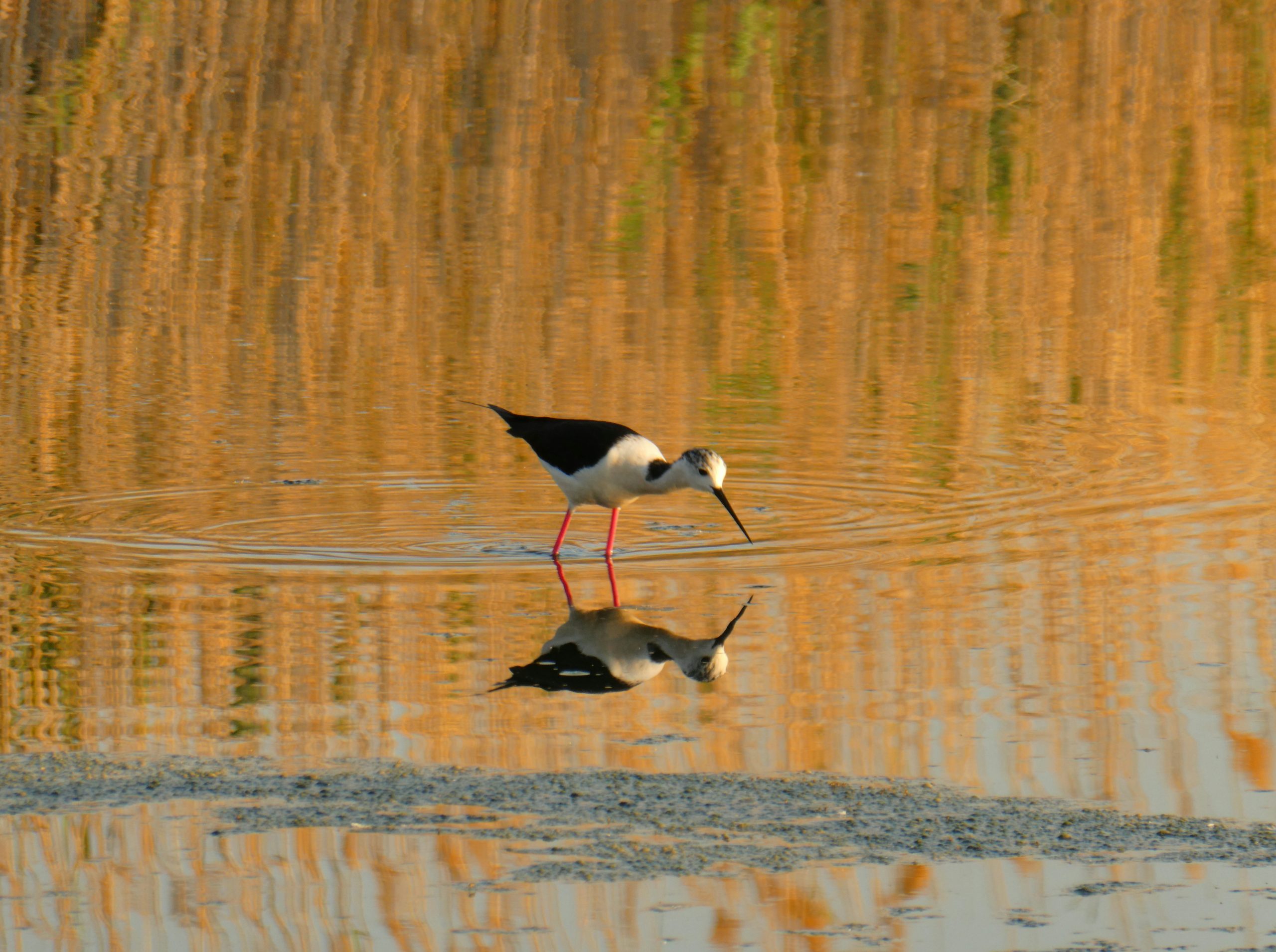 Opaline Black-Winged Stilt Wading