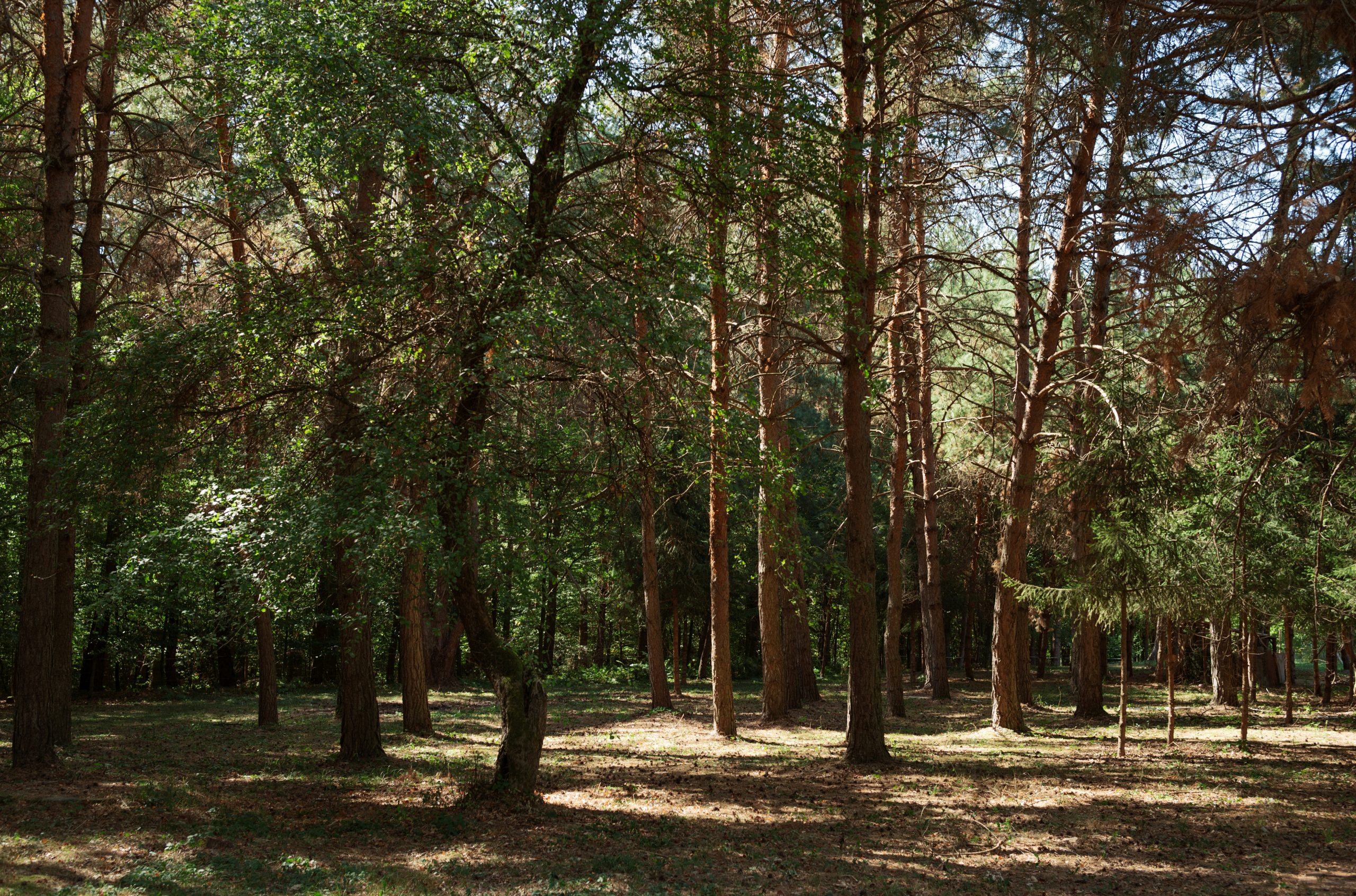 Ethereal Tall Pine Trees