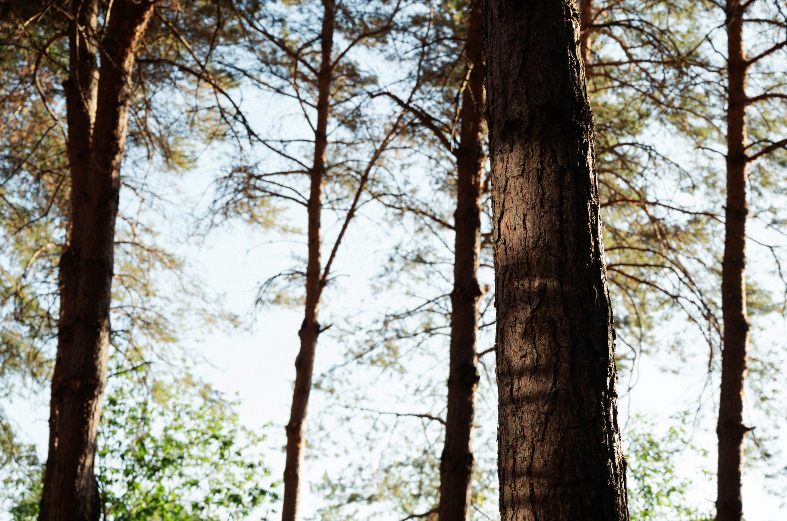 Glowing Tall Pine Tree Trunks