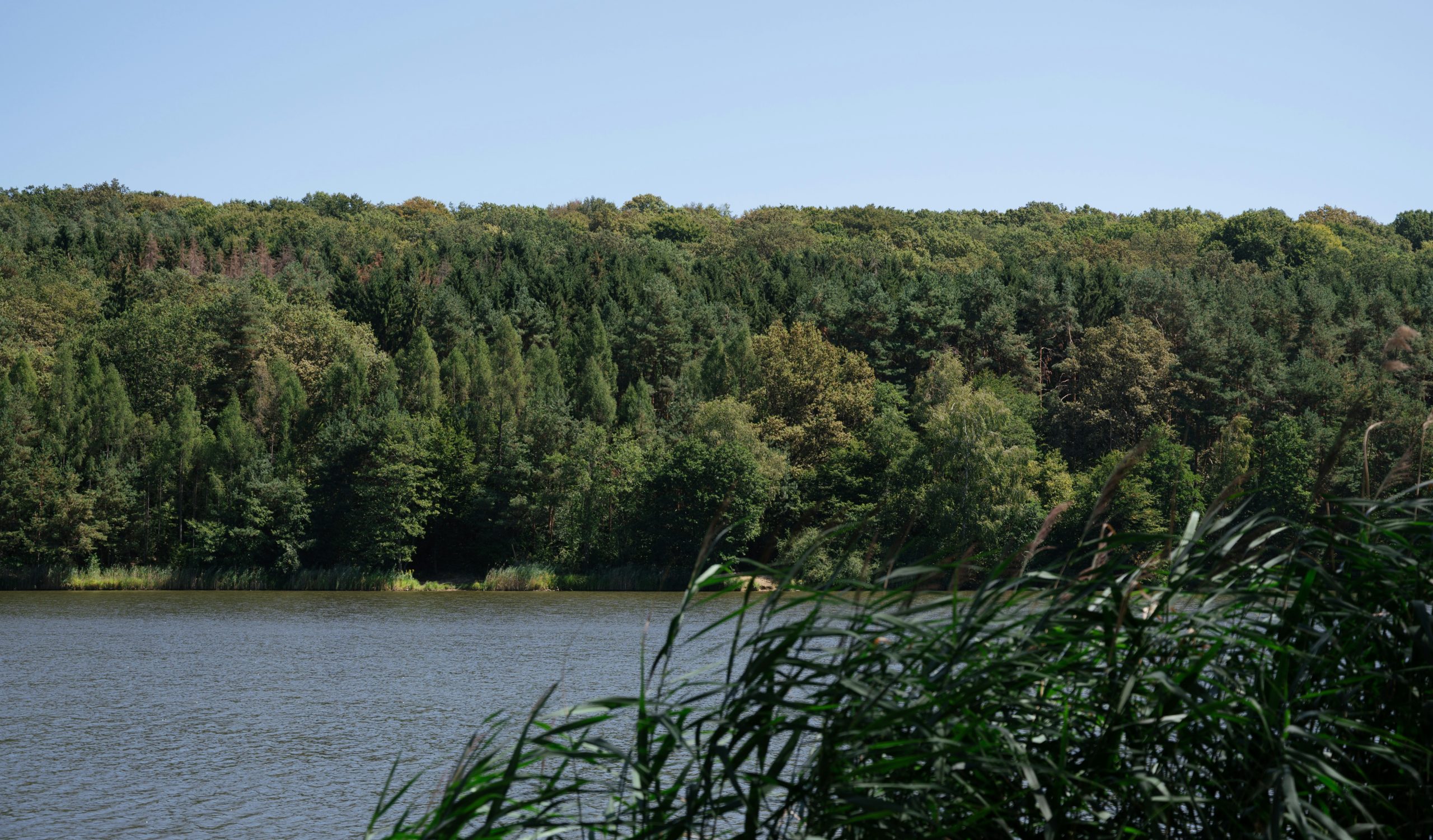 Verdant Dense Forest Bordering A