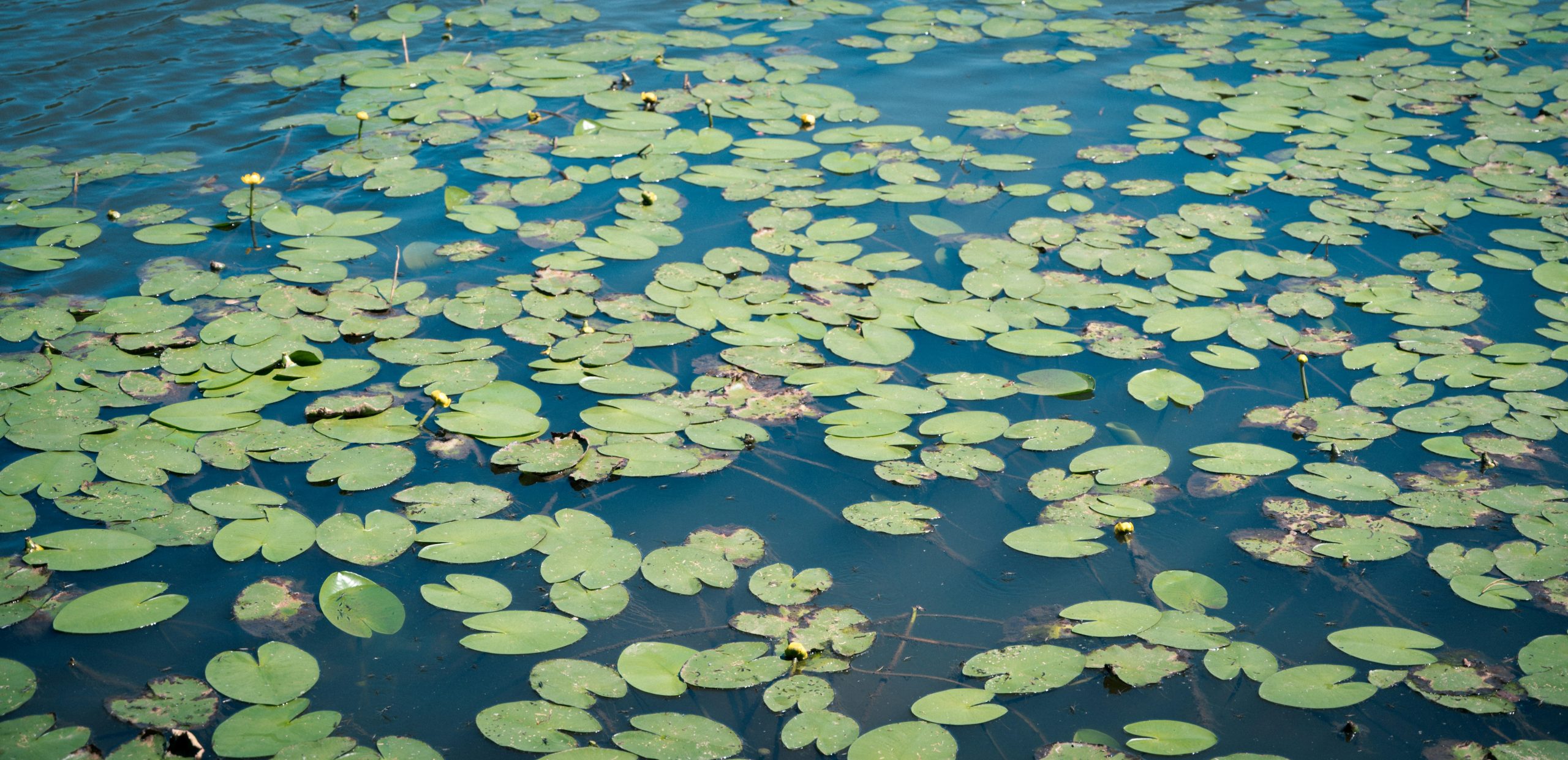 Emerald Green Lily Pads