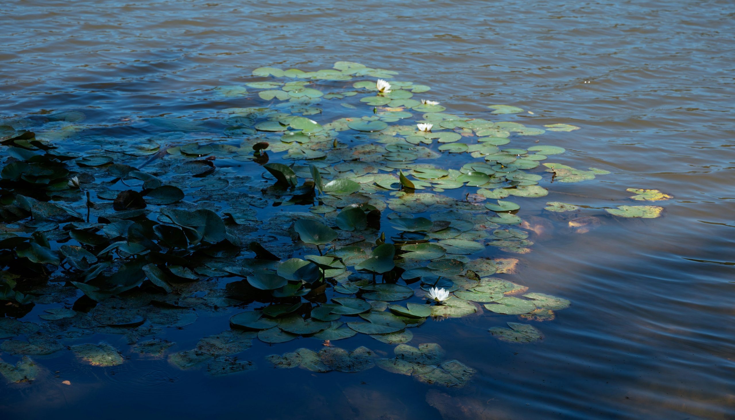 Glowing White Water Lilies Blooming