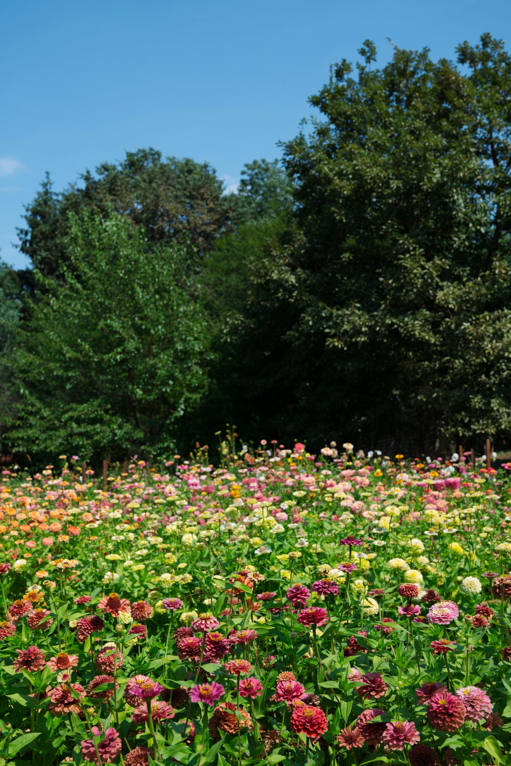 Coastal Field Of Colorful