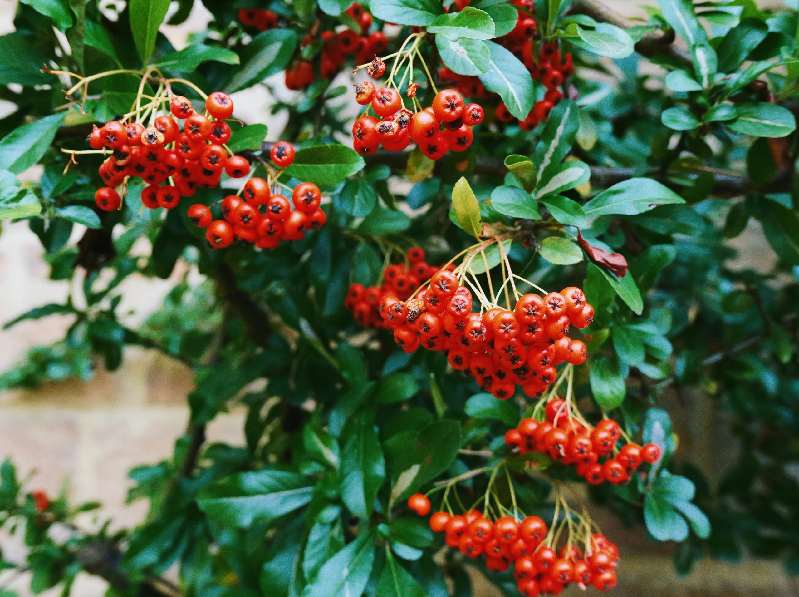 Twilit Clusters Of Bright
