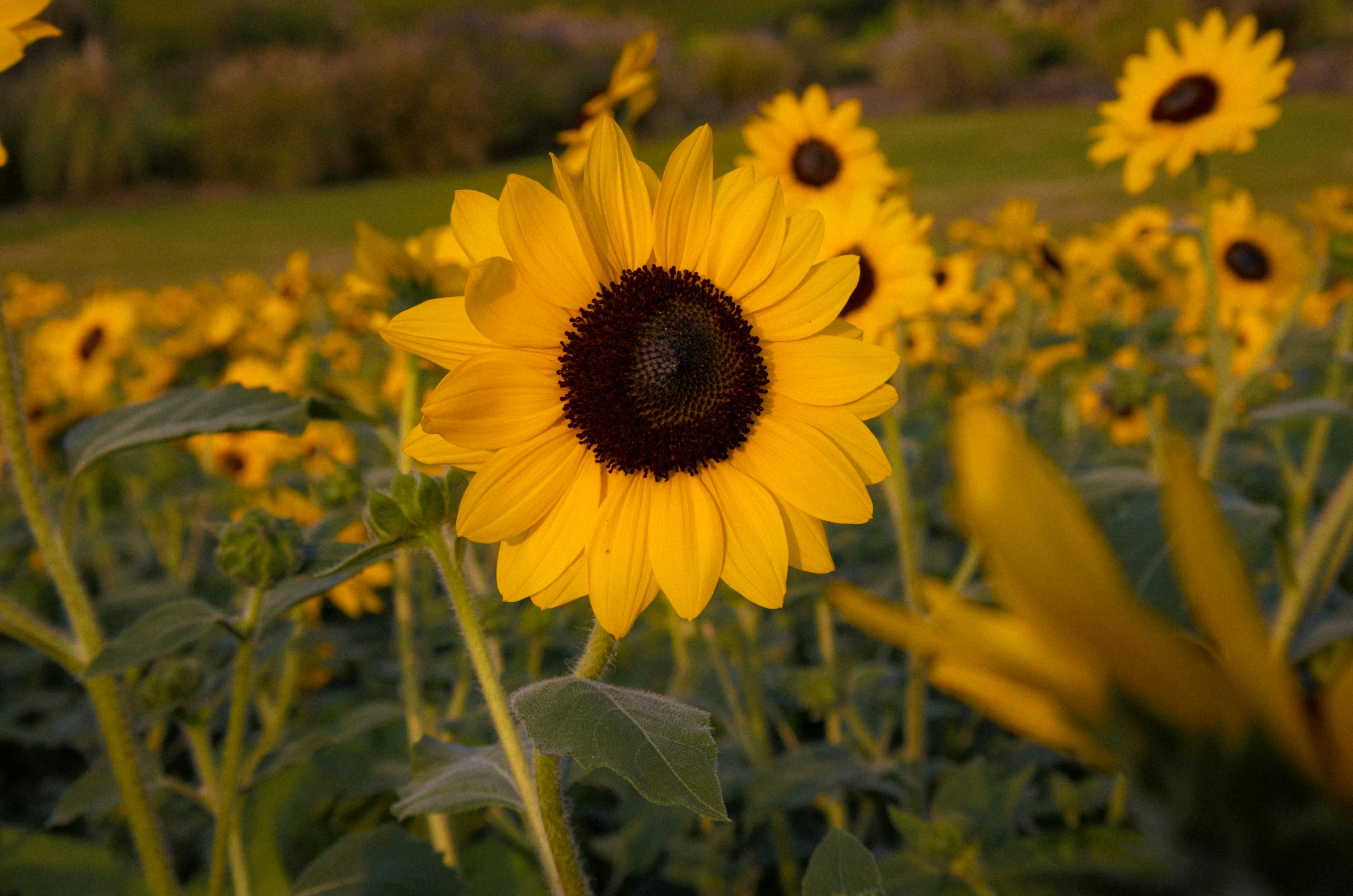 Amber Bright Yellow Sunflower