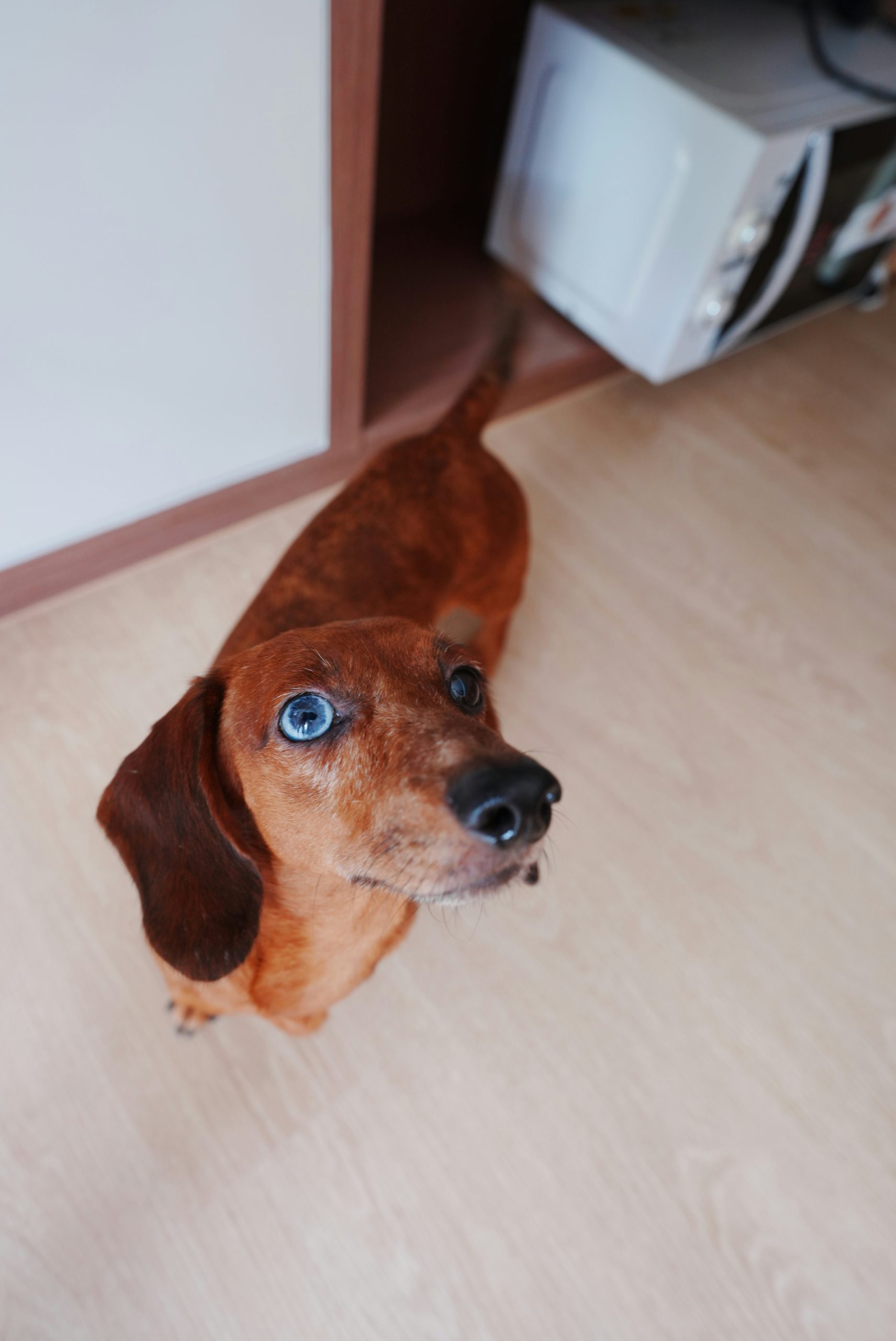 Amber Brown Dachshund