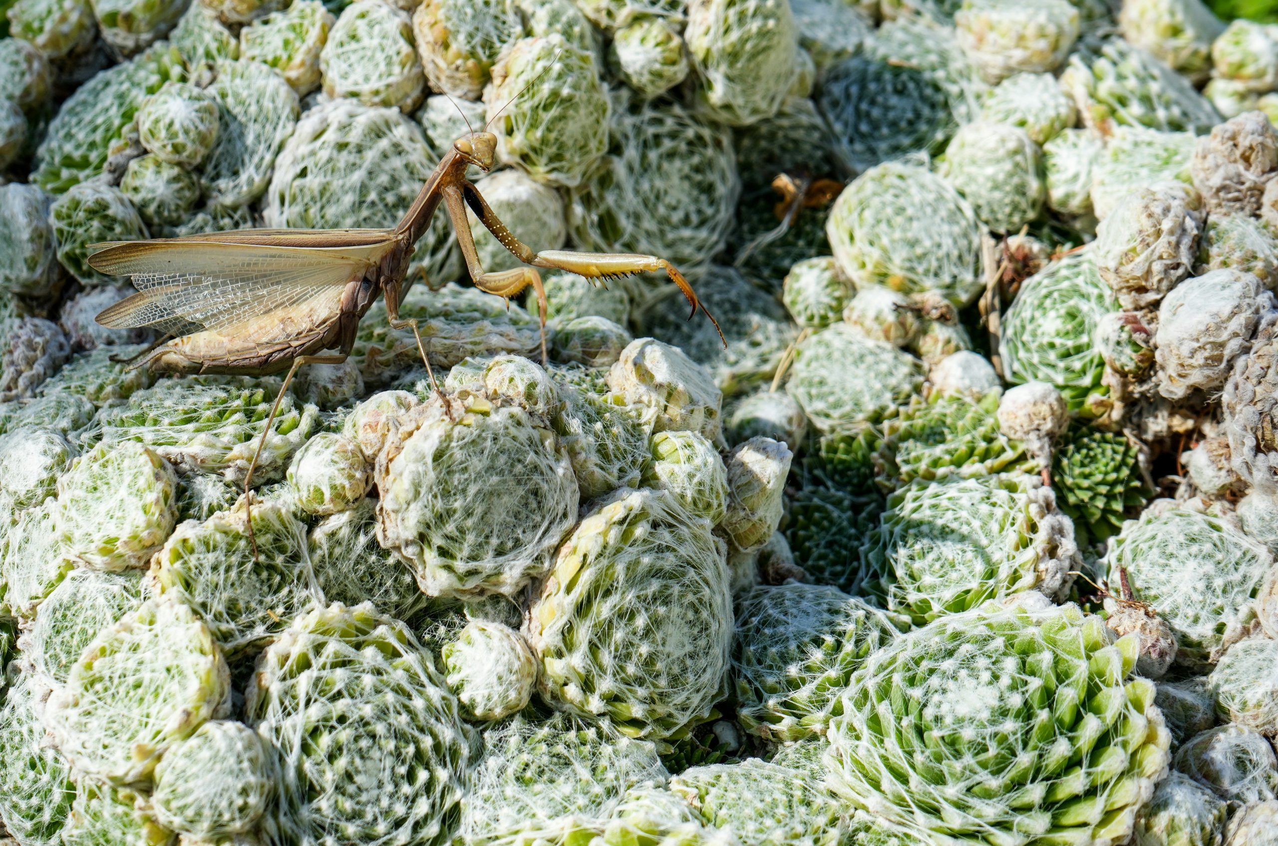 Amber Brown Praying Mantis Perched