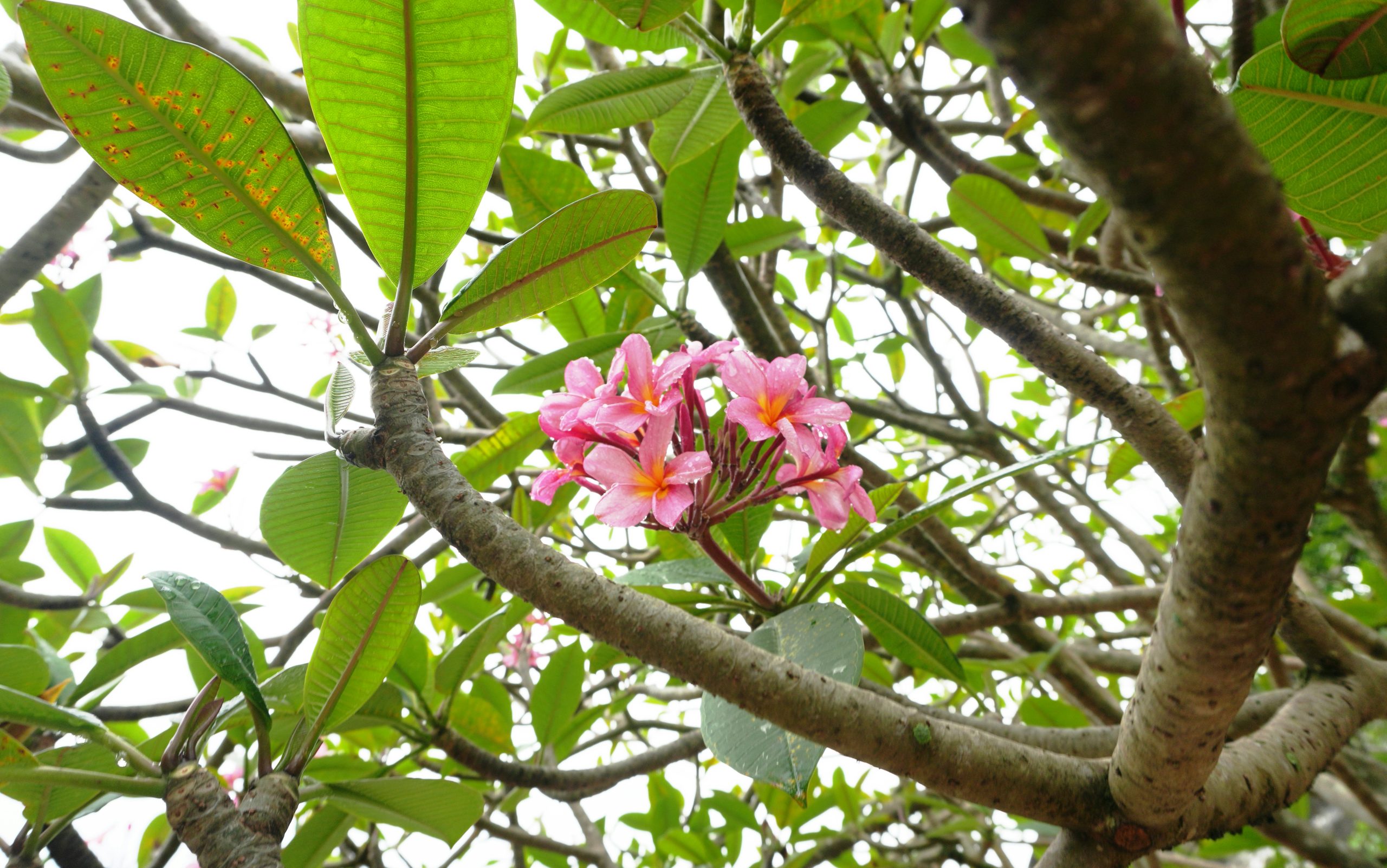 Amber Pink Plumeria Flowers Blooming
