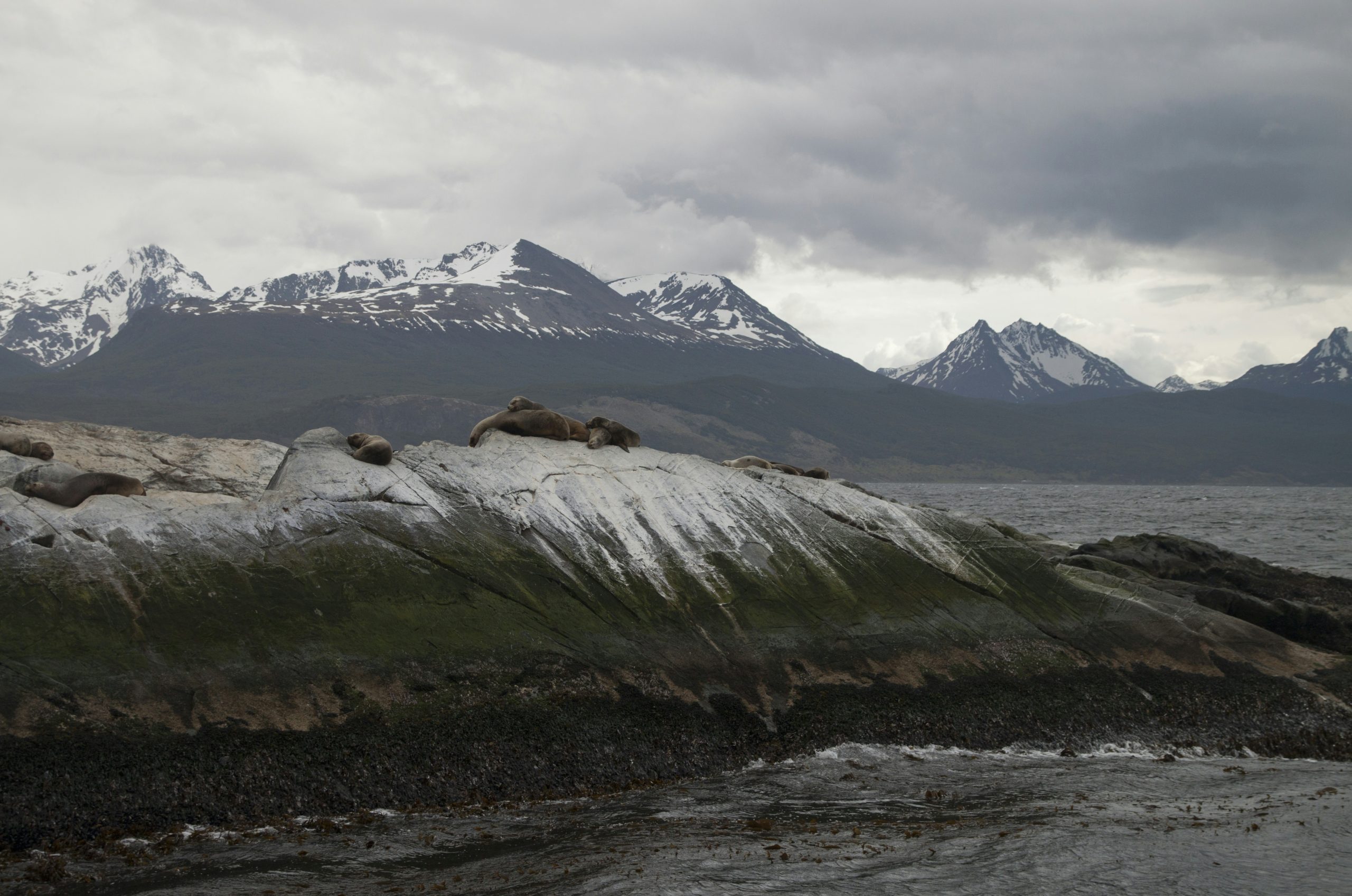 Amber Sea Lions Resting
