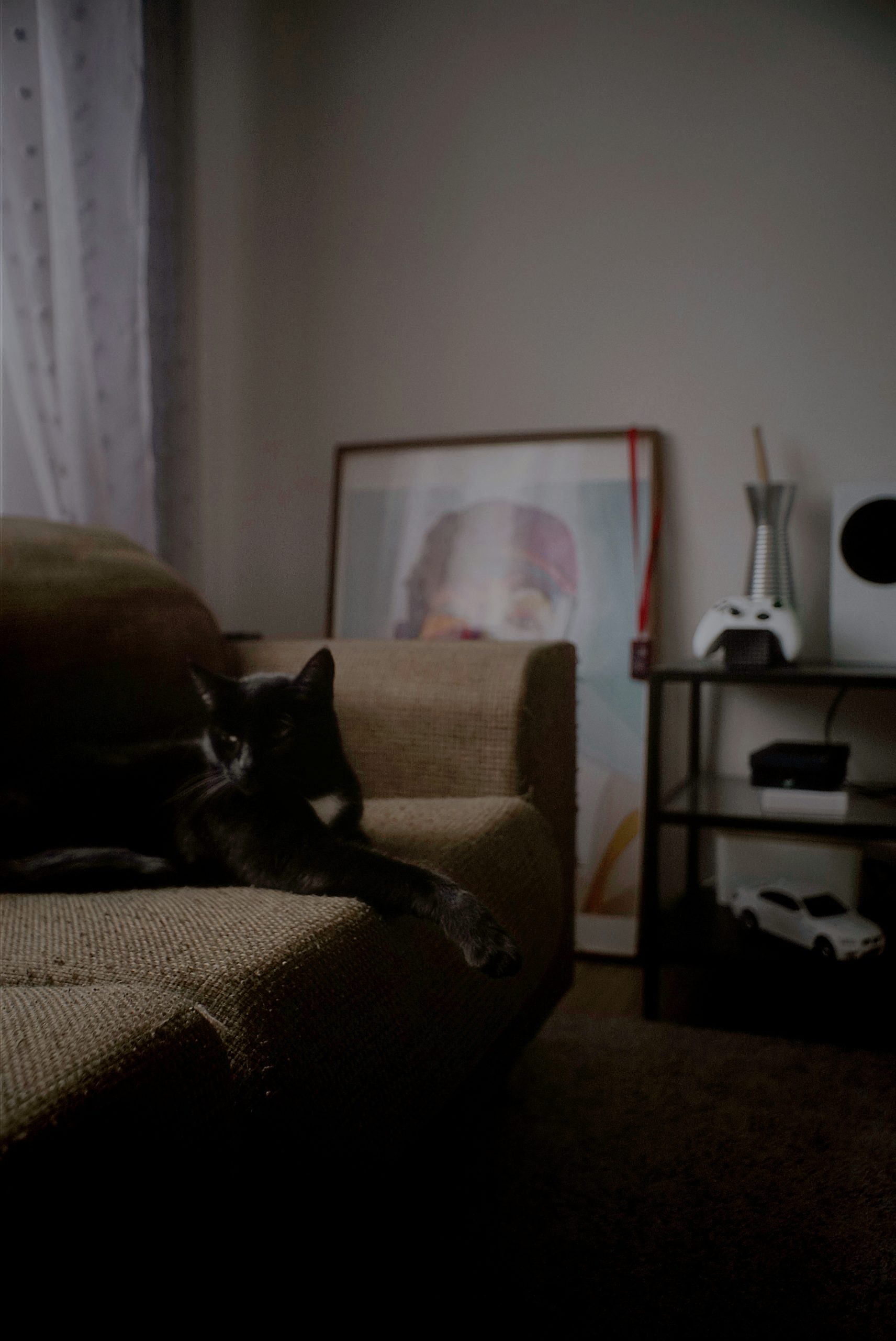 Azure Black Cat Resting