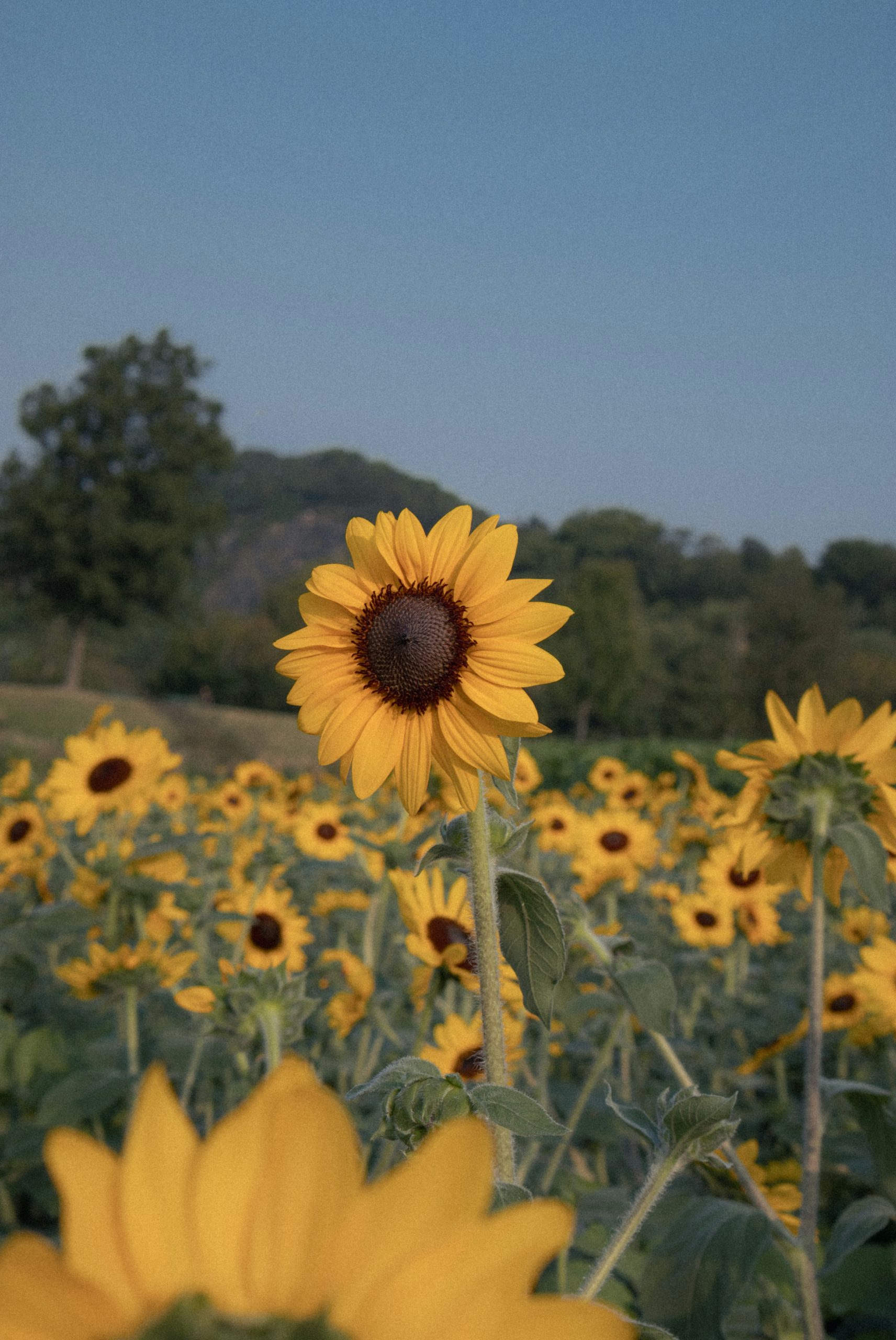 Azure Bright Yellow Sunflower