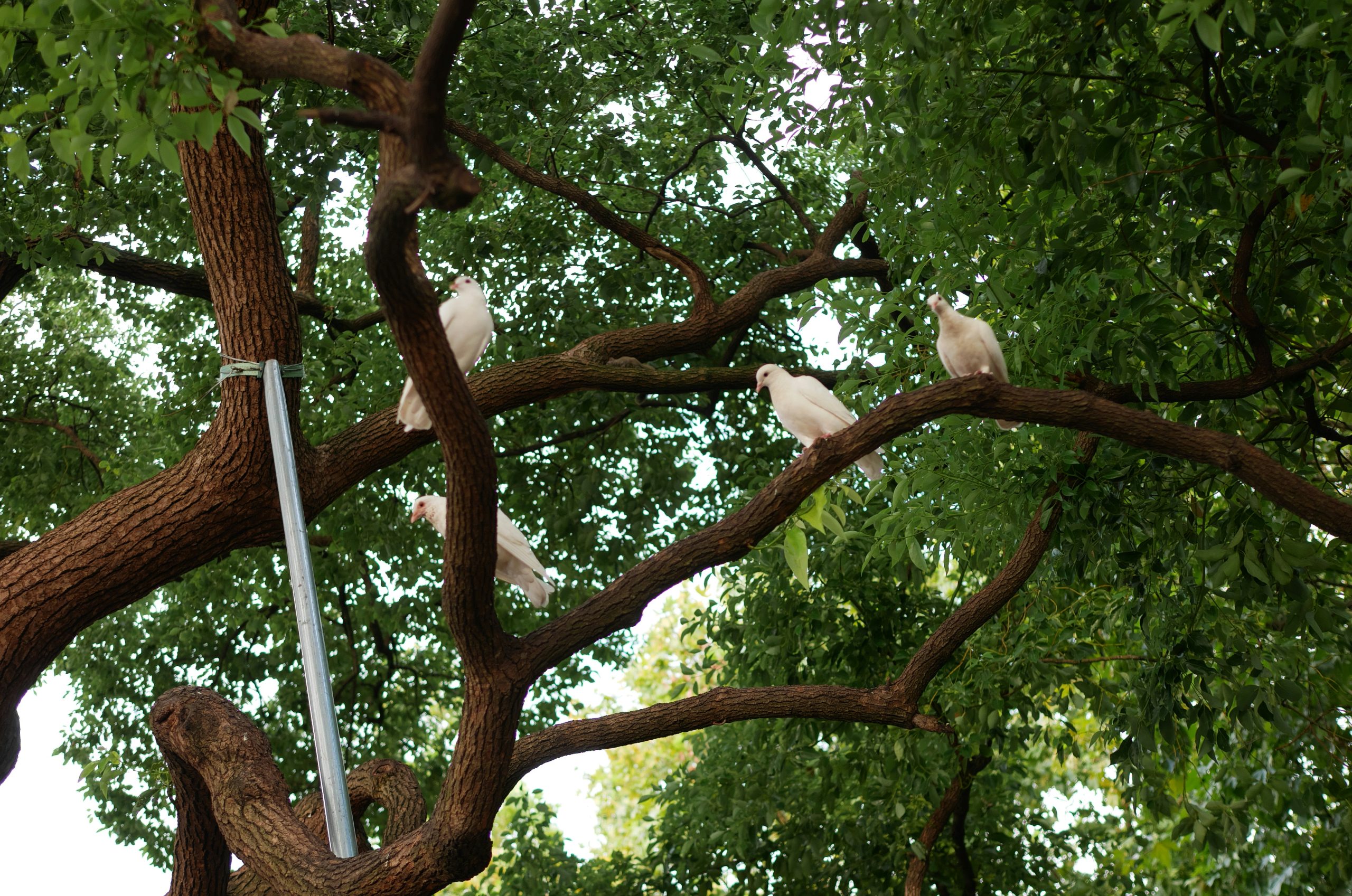 Azure Four White Doves Perched