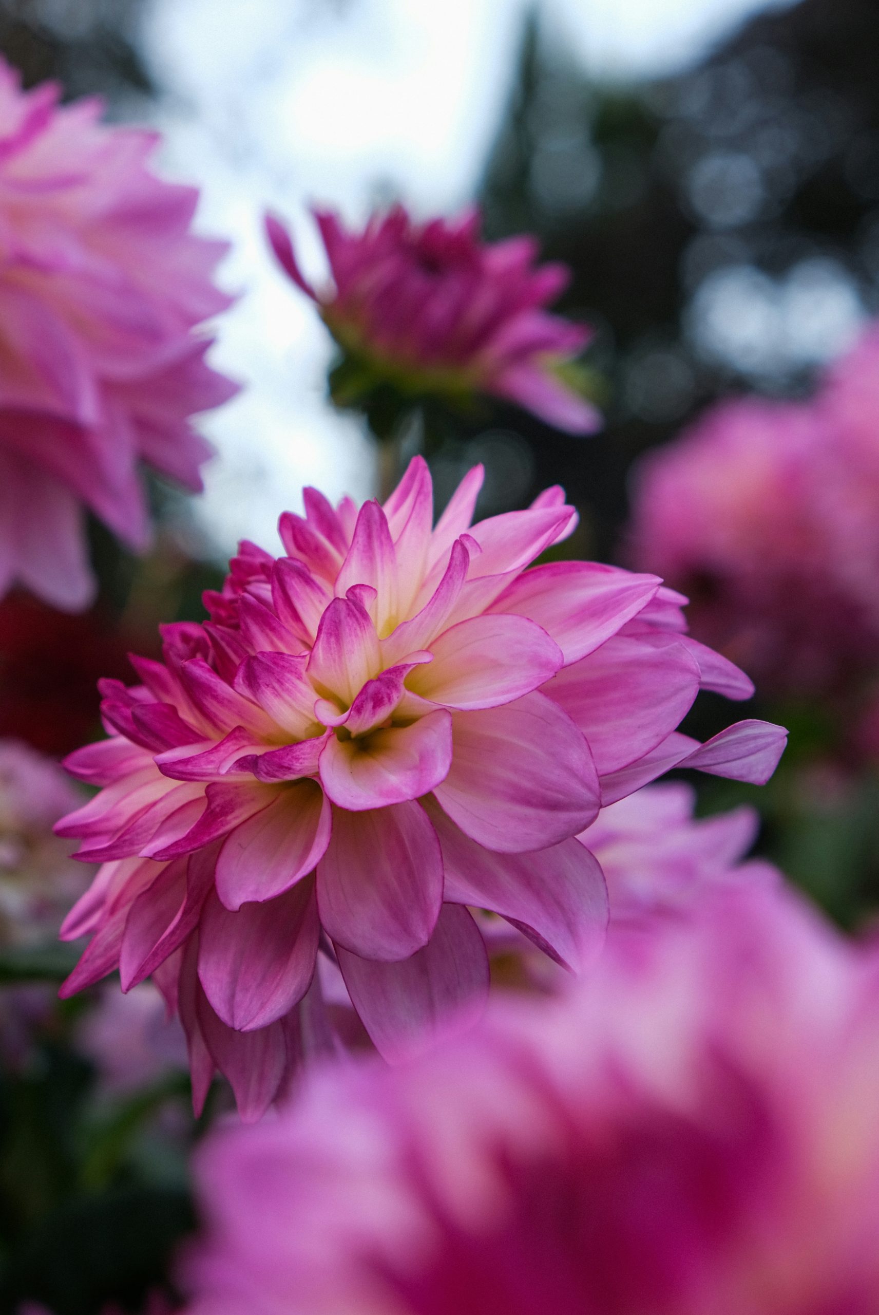 Azure Pink And White