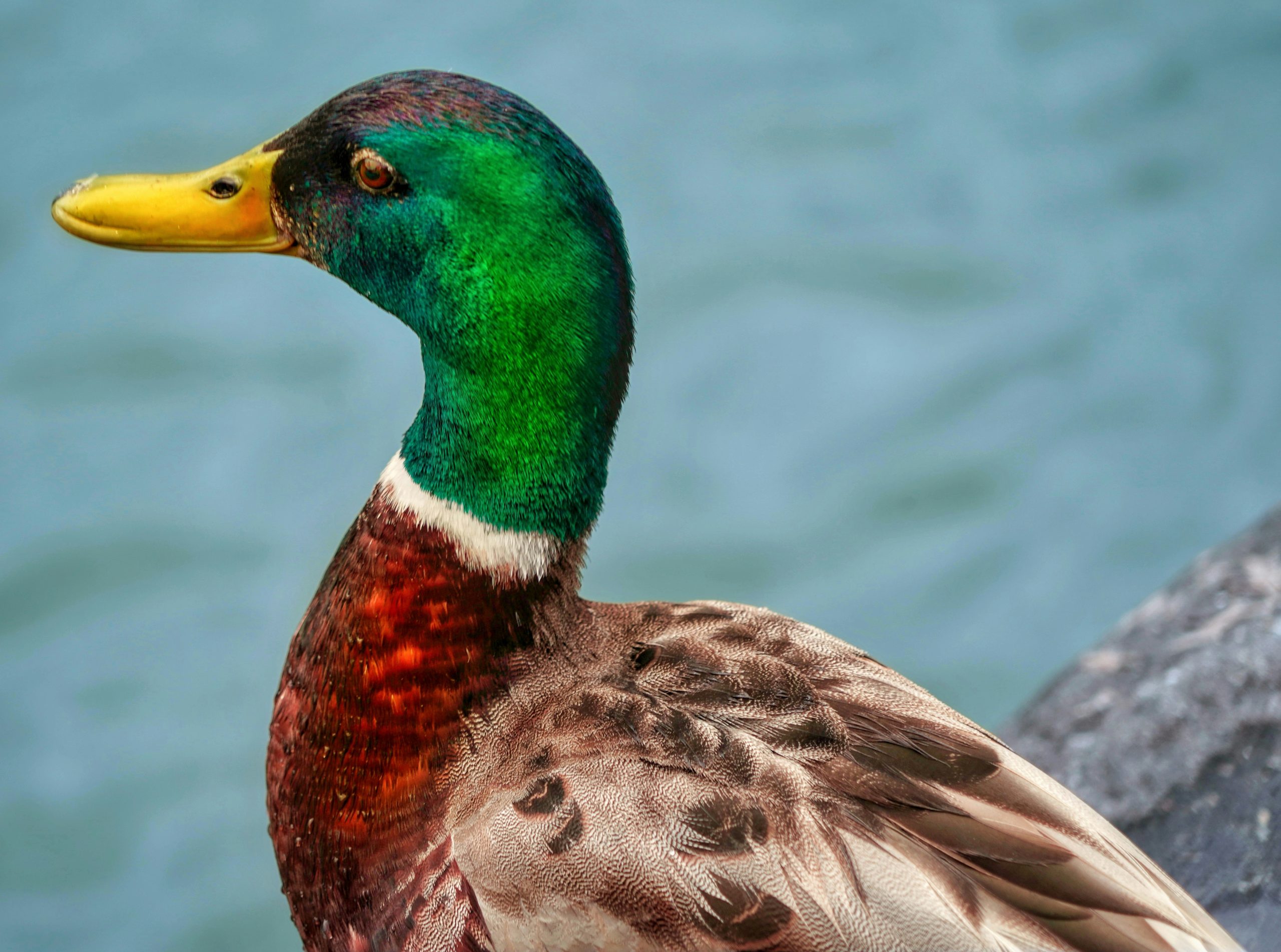 Coastal Male Mallard Duck