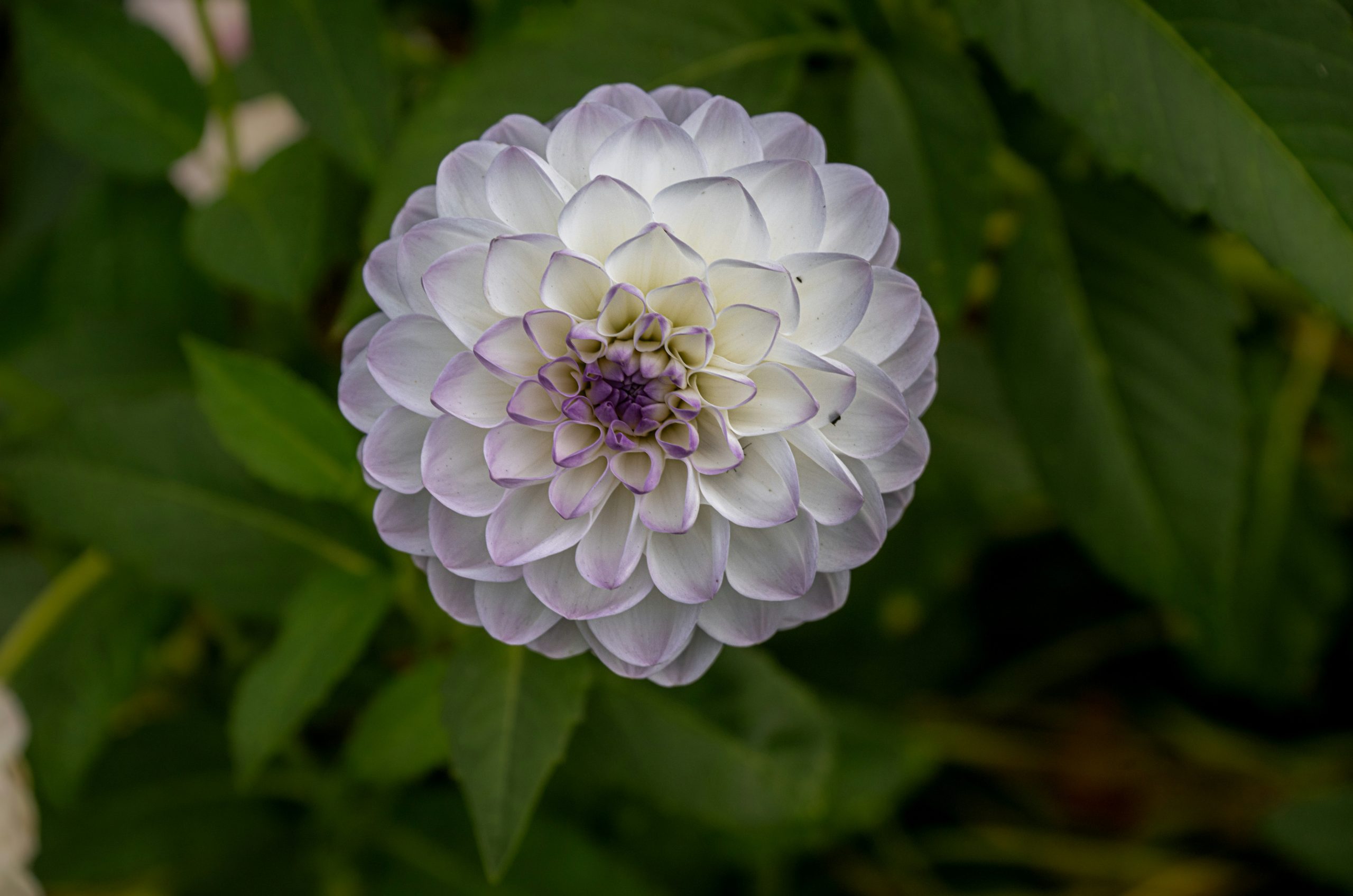 Coastal White Dahlia Flower