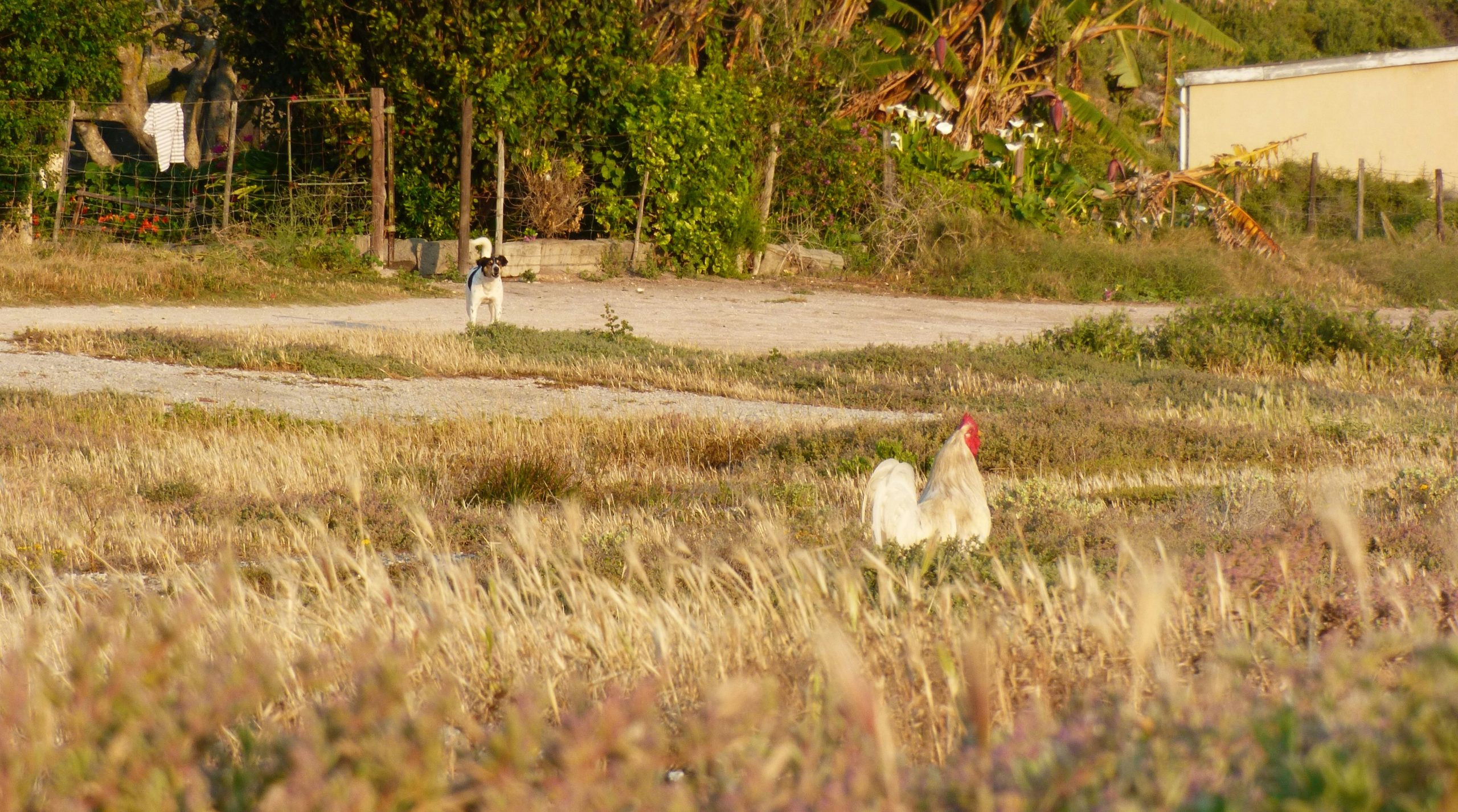 Coastal White Rooster