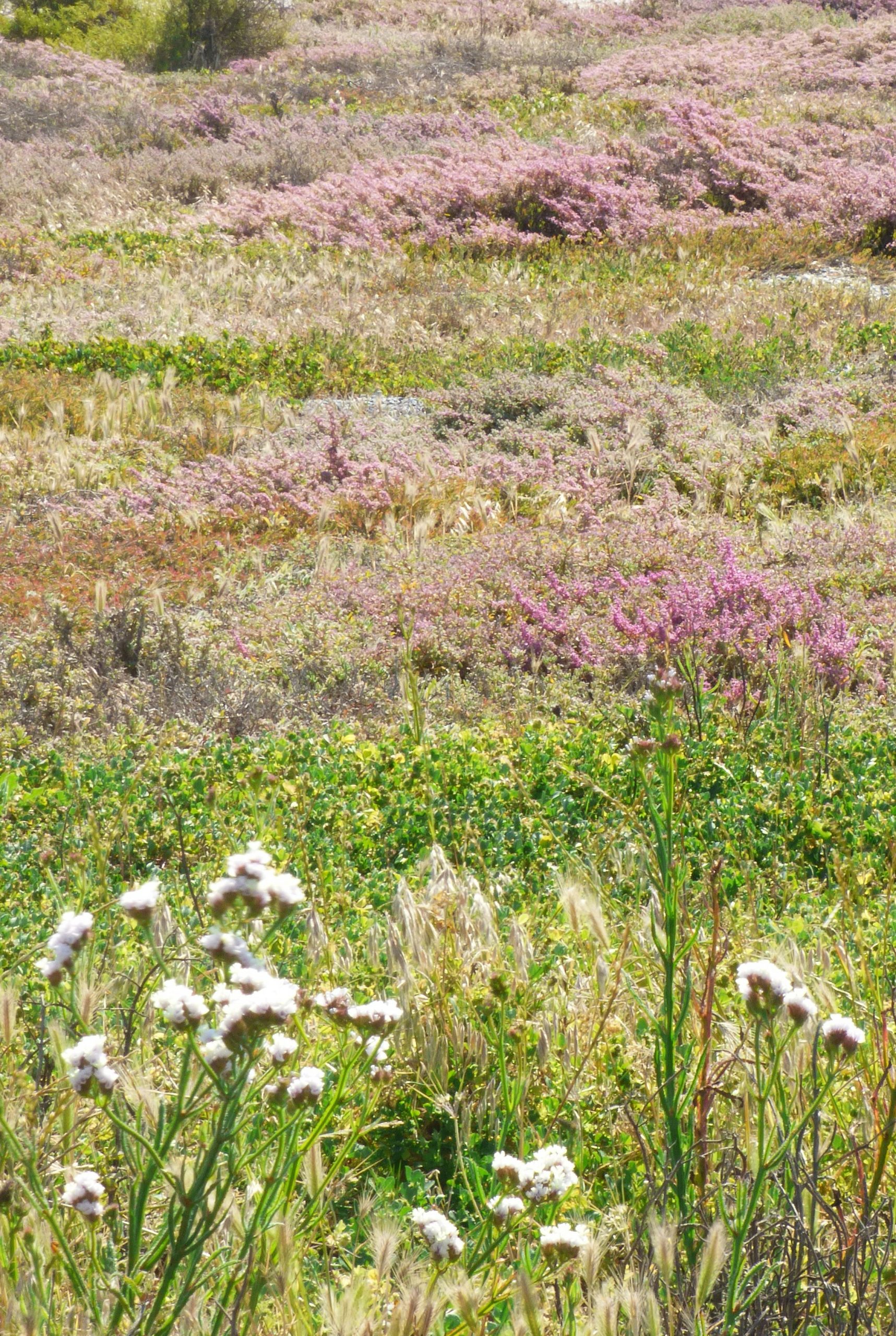 Cobalt Field Of Pink