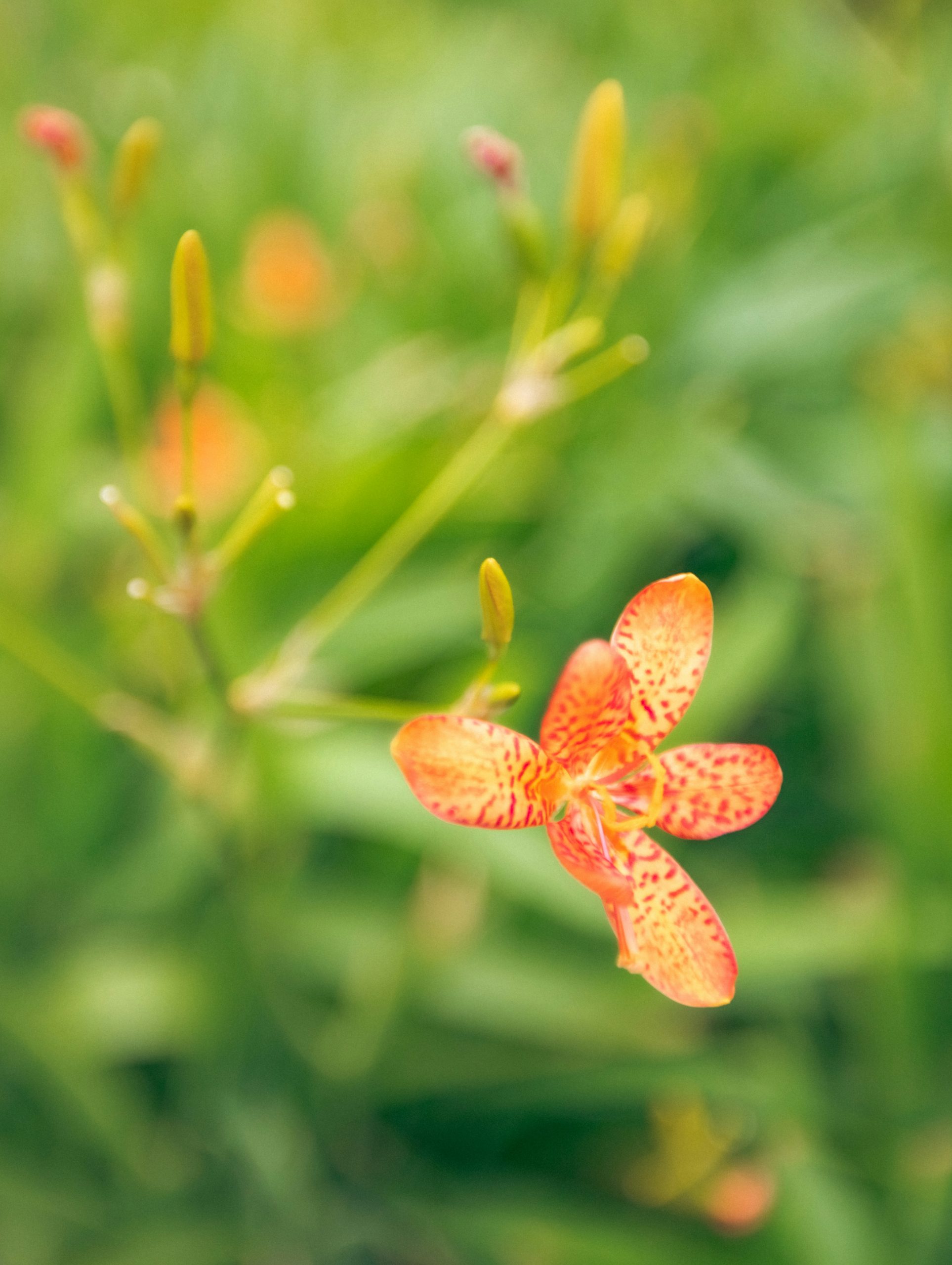 Cobalt Single Orange Leopard Lily