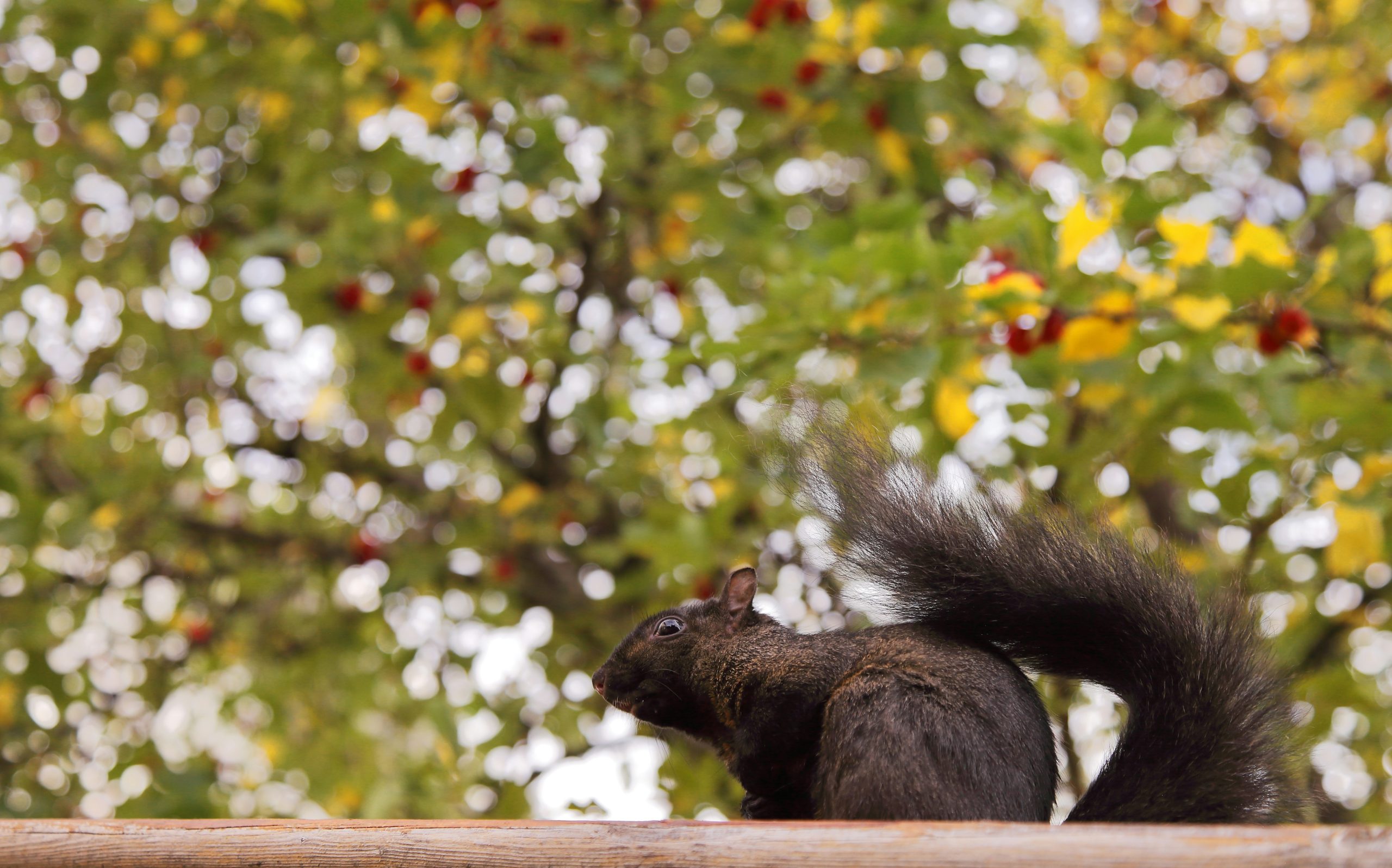Coppery Black Squirrel