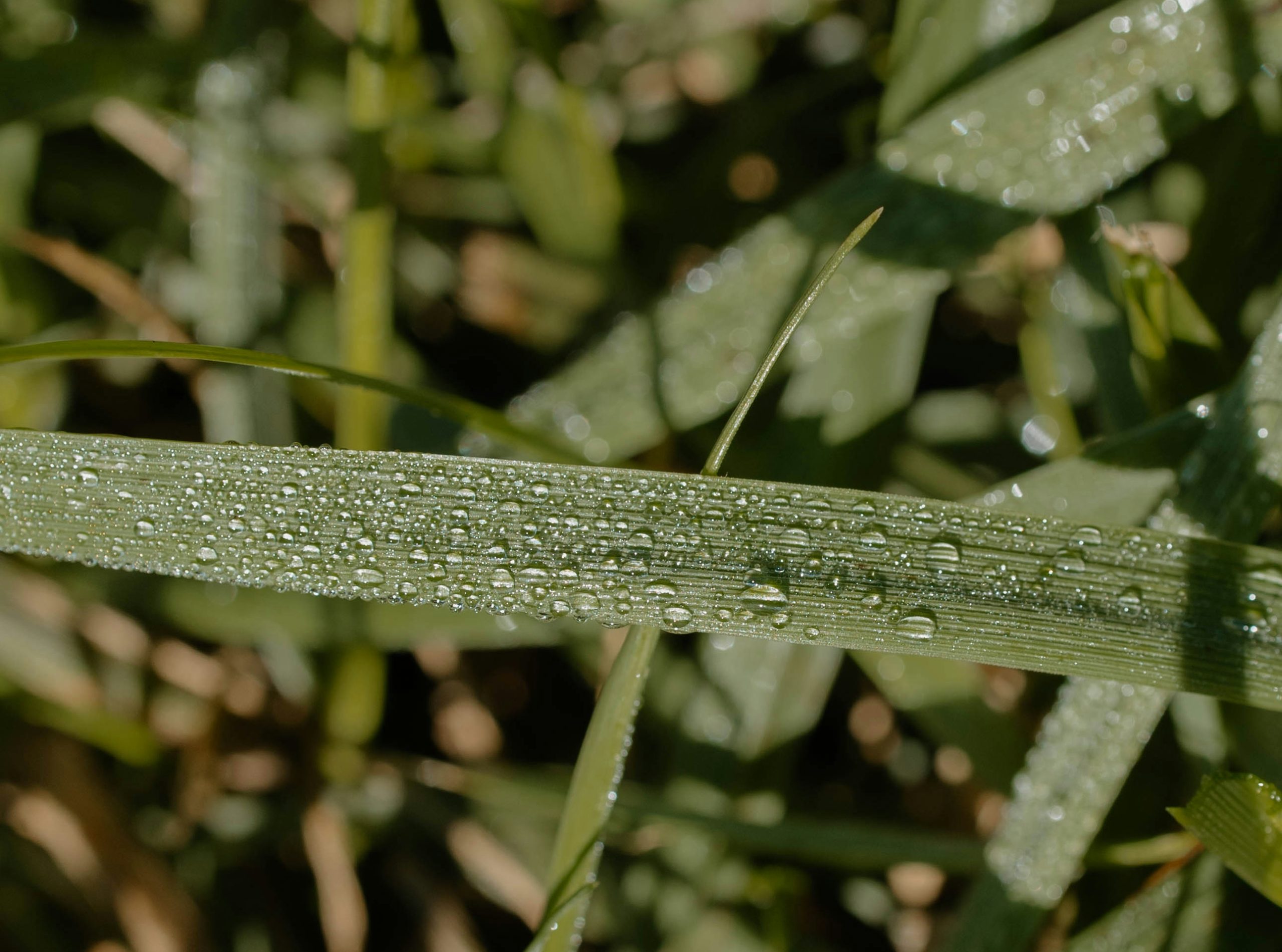Coppery Dew Drops