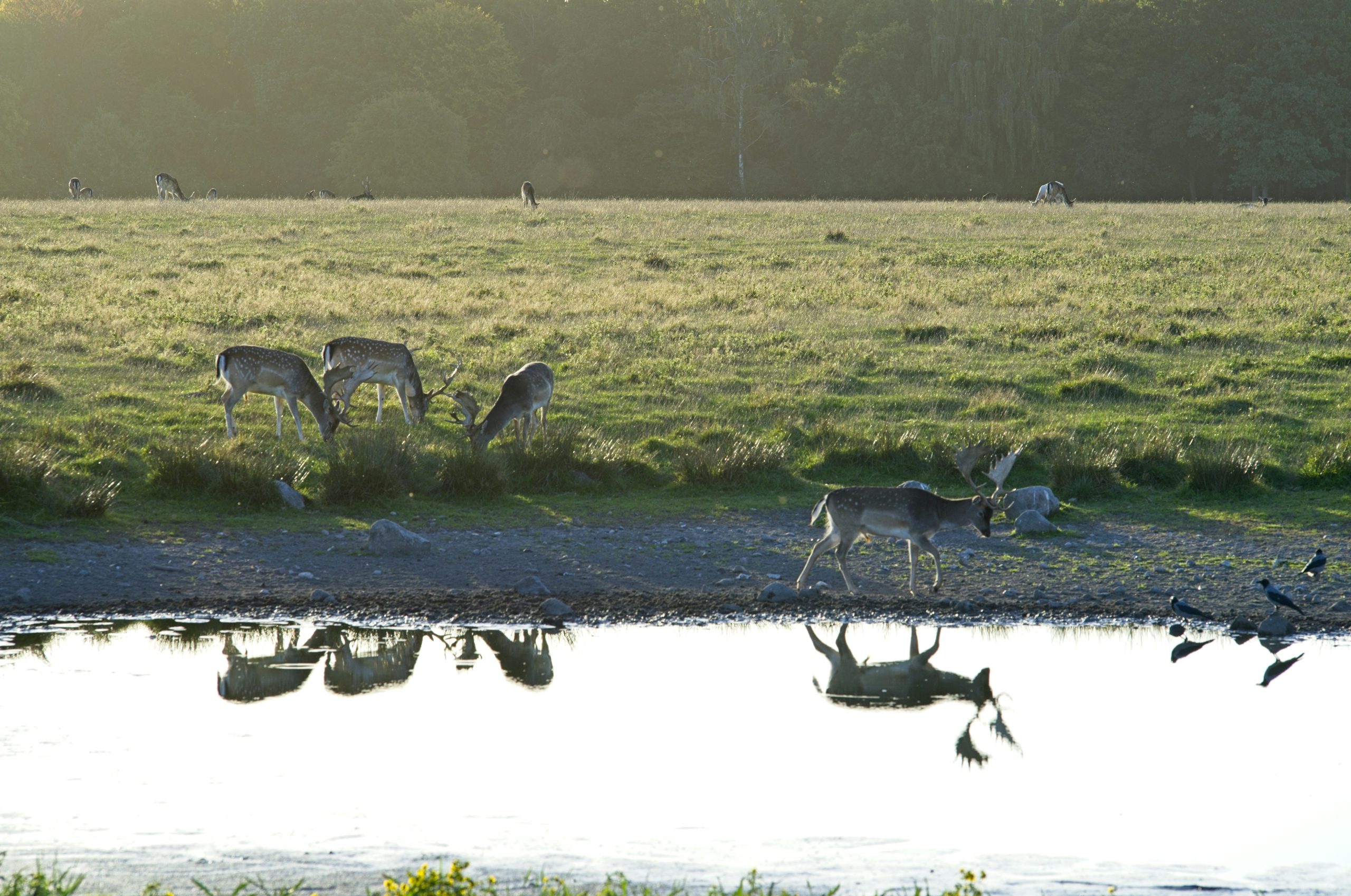 Coppery Fallow Deer Grazing