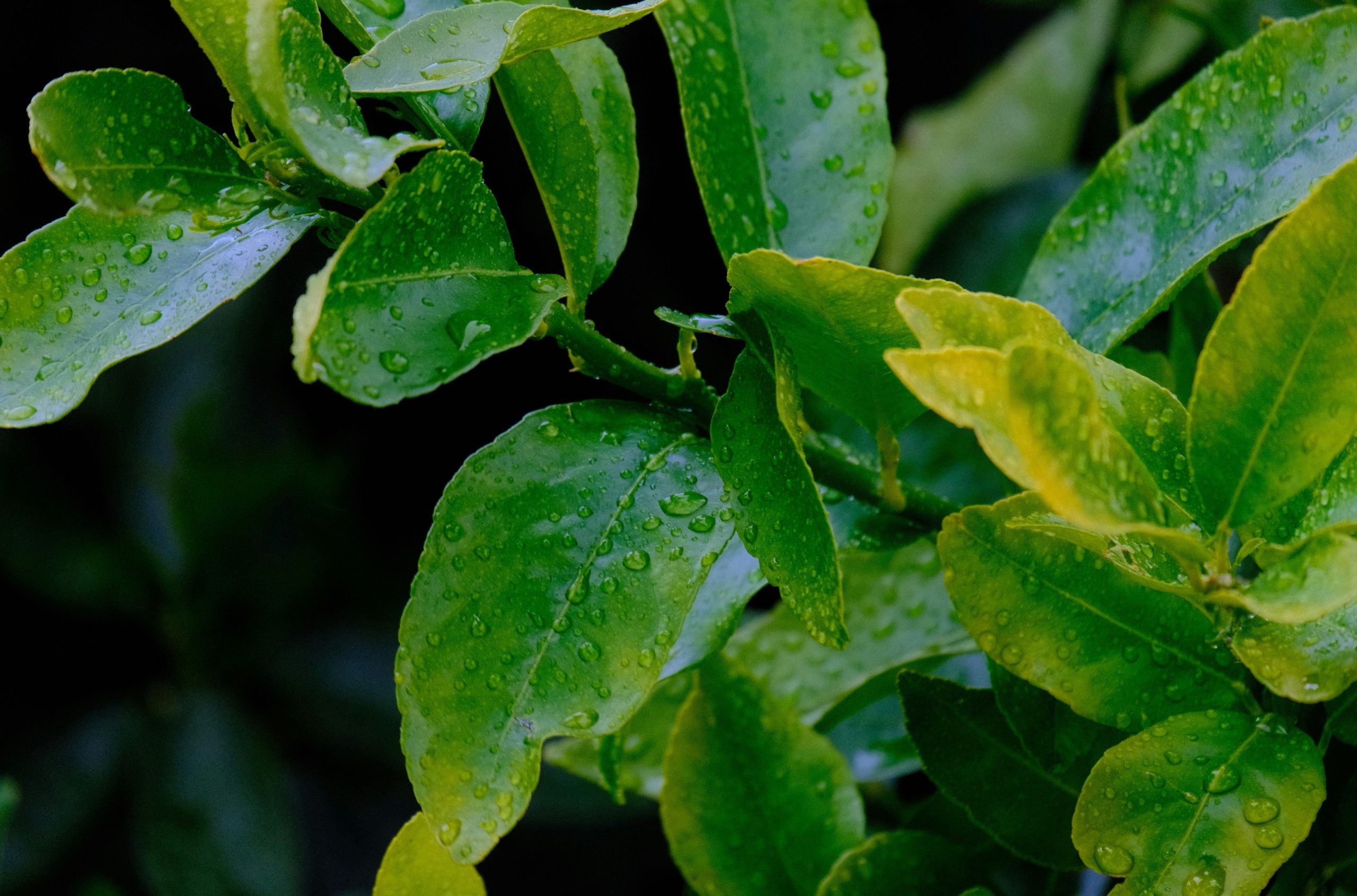 Coppery Green Citrus Leaves Covered