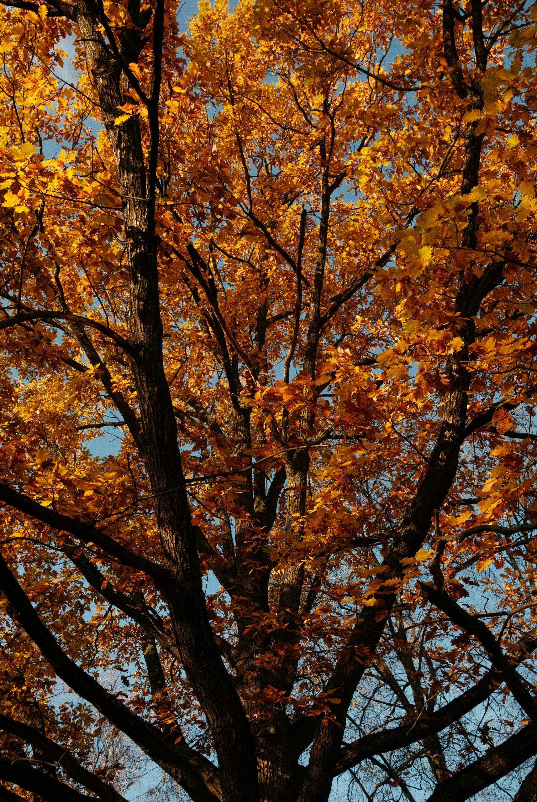 Coppery Large Oak Tree