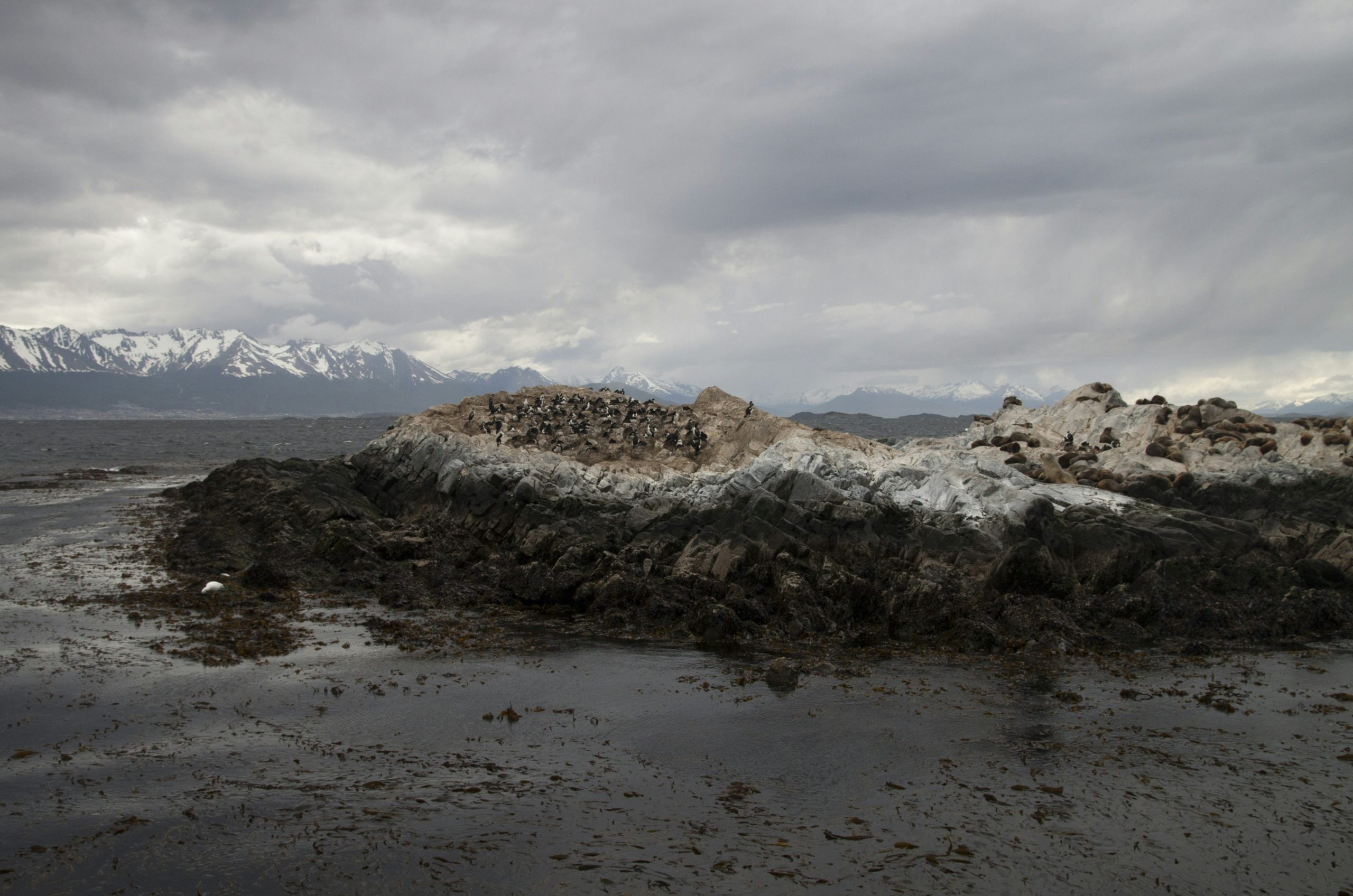 Coppery Sea Lions
