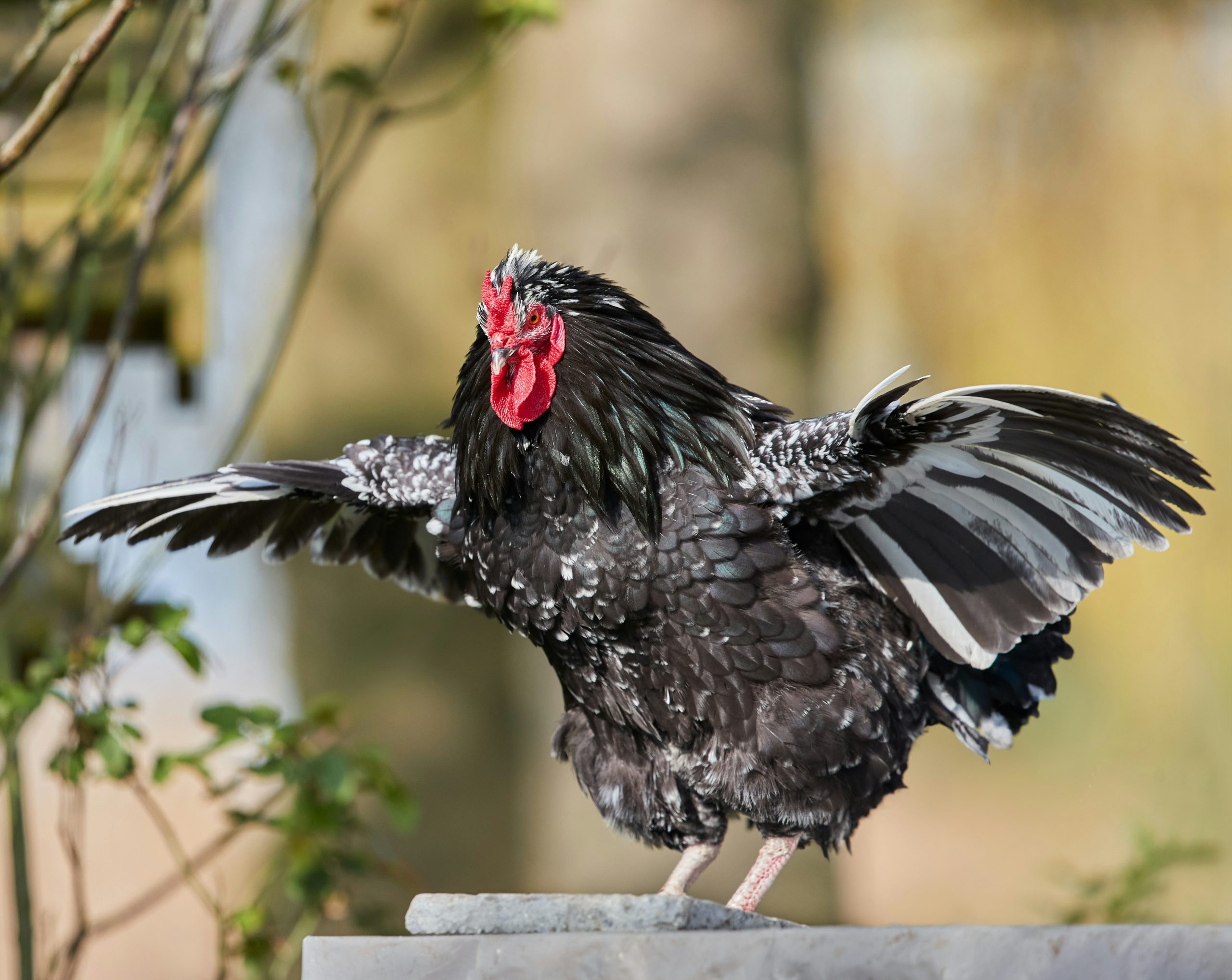 Coppery Speckled Rooster