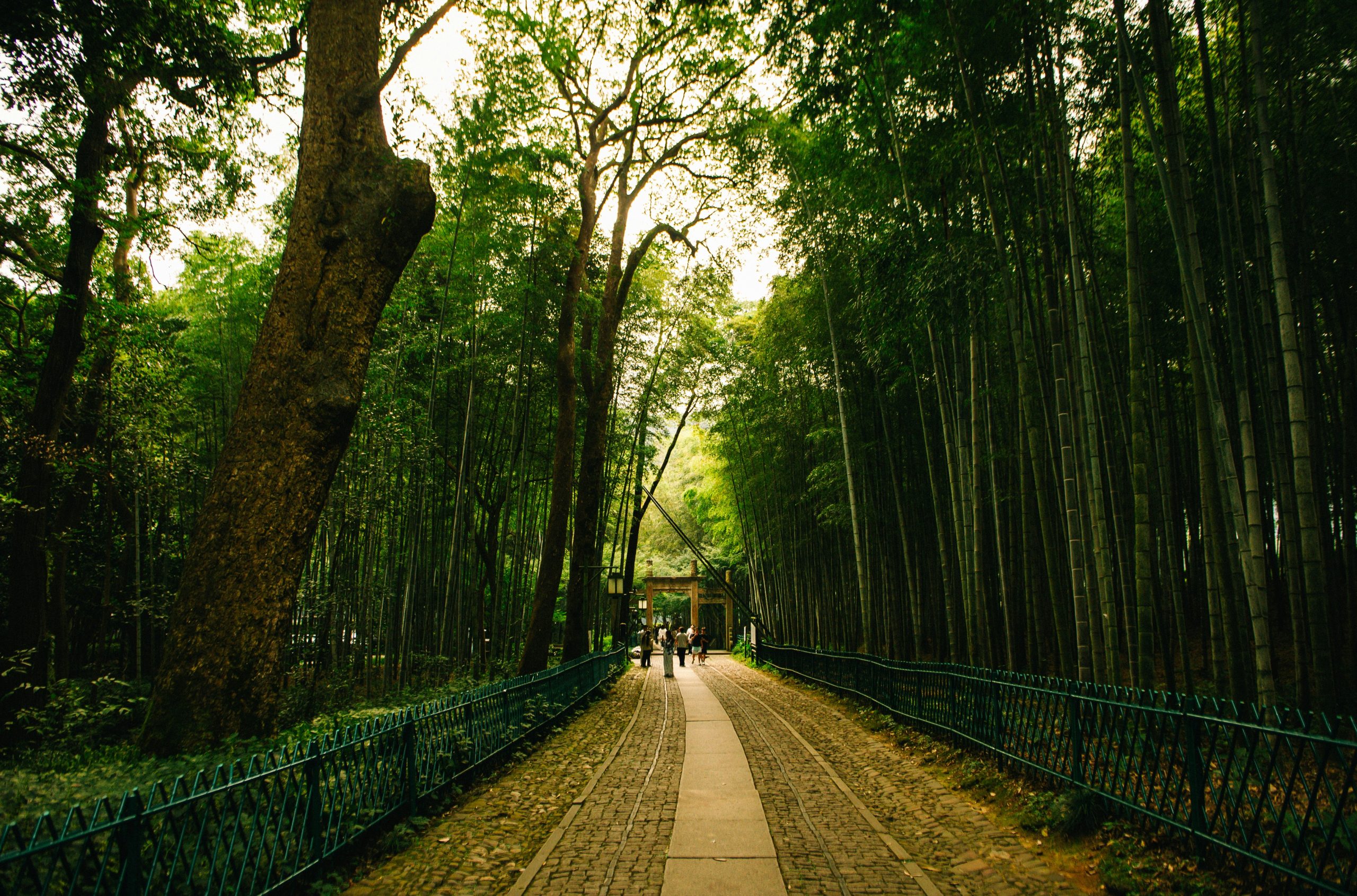 Coppery Stone Path Through A