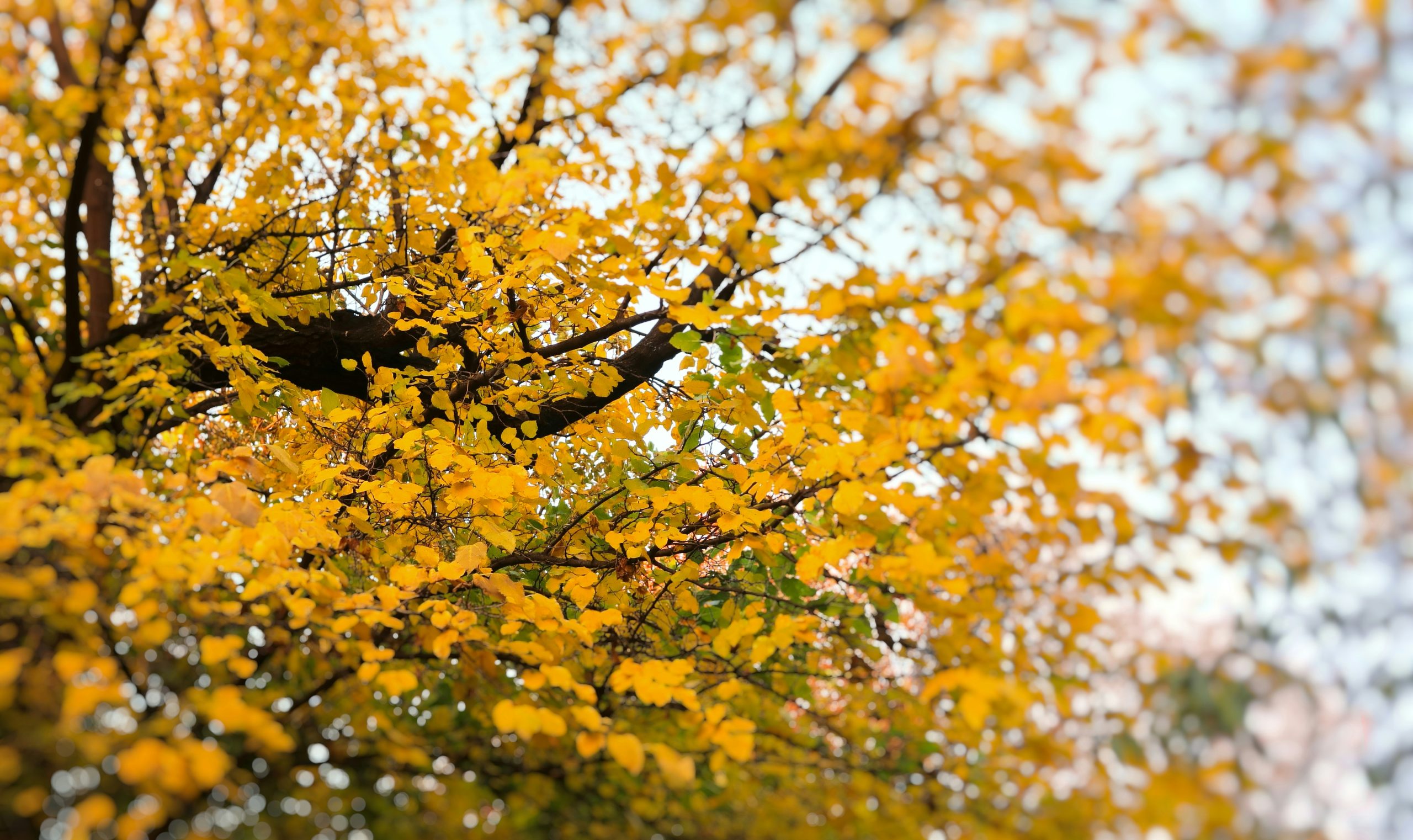 Crimson Bright Yellow Autumn Leaves