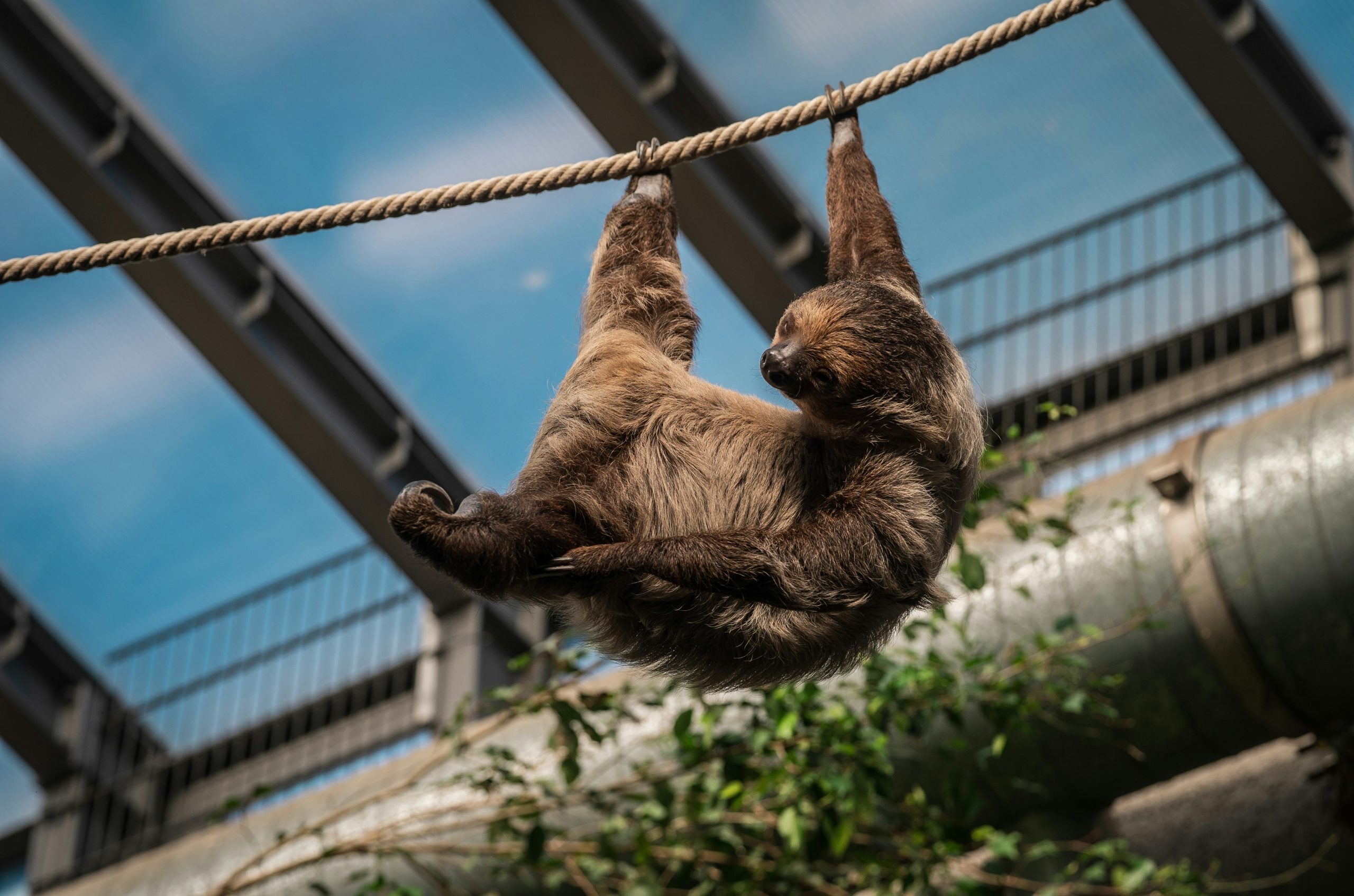 Crimson Brown Sloth Hanging